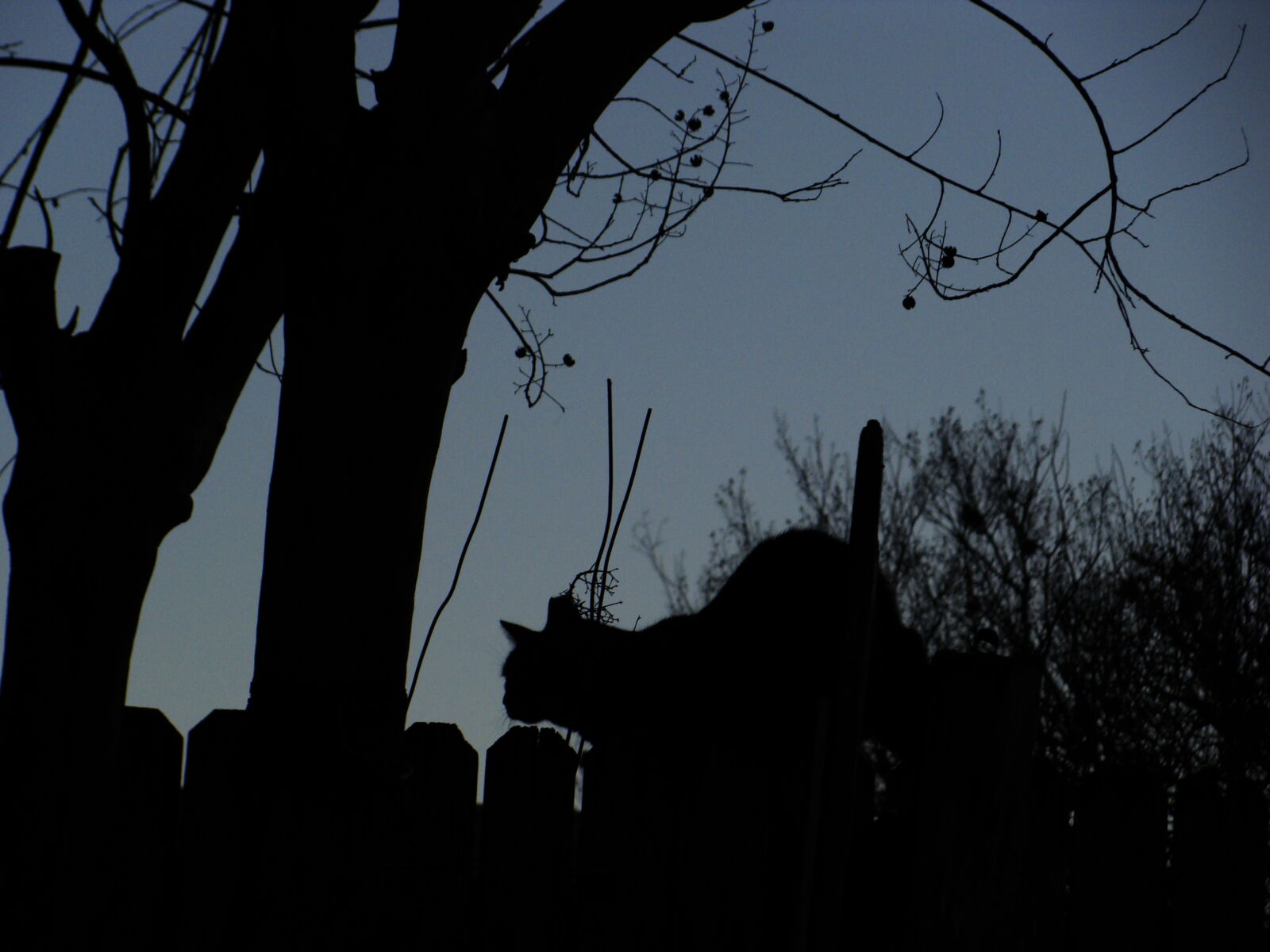 Sony Cyber-shot DSC-H10 sample photo