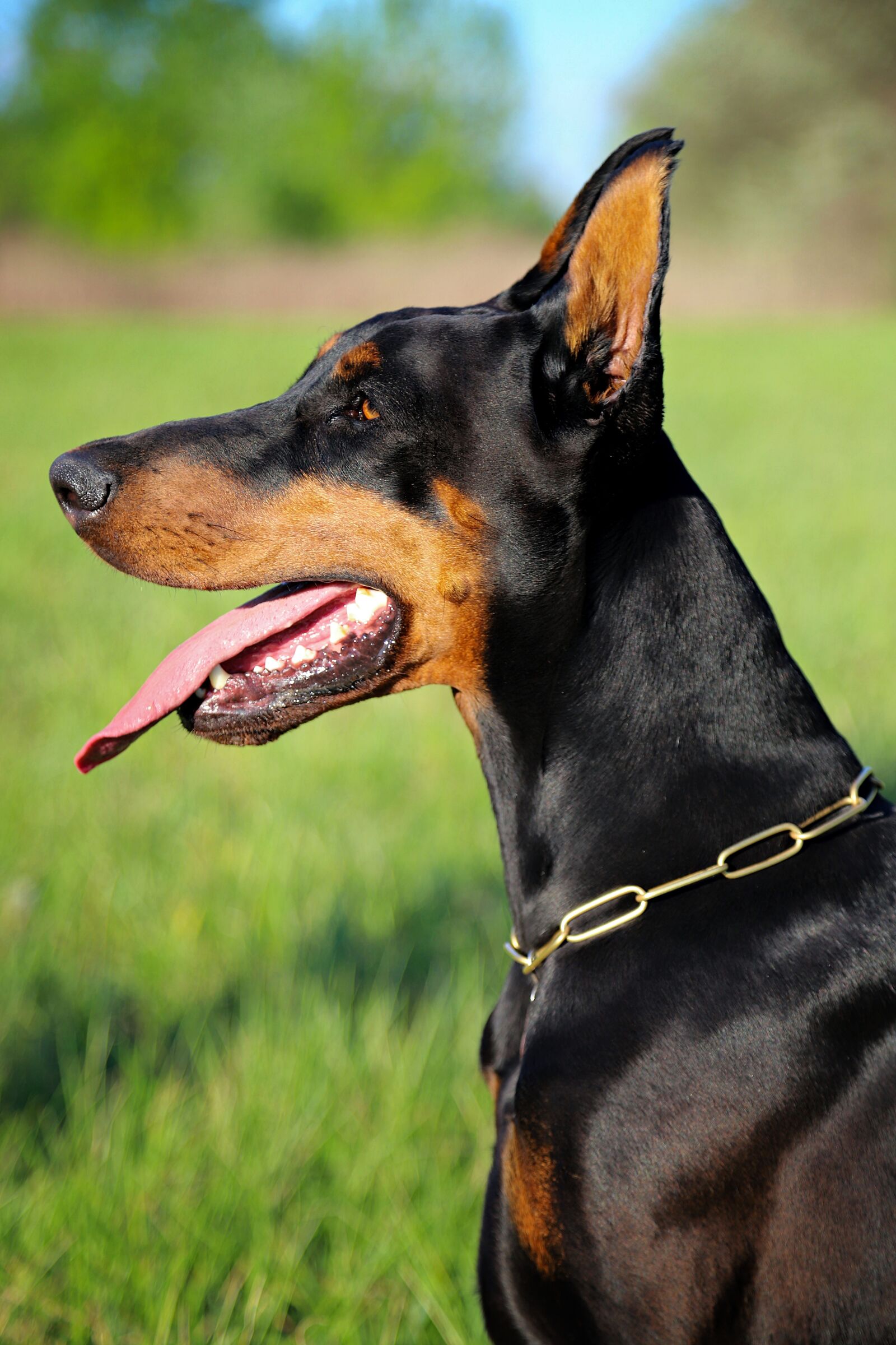 Canon EOS 6D Mark II sample photo. Doberman, head, dog photography