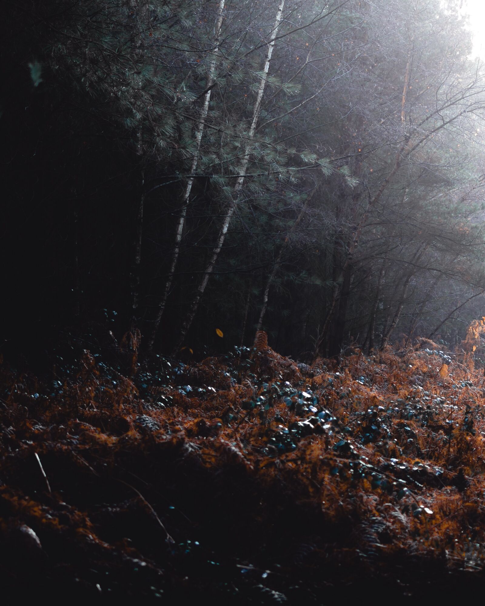 Nikon D7200 sample photo. Autumn, forest, trees photography