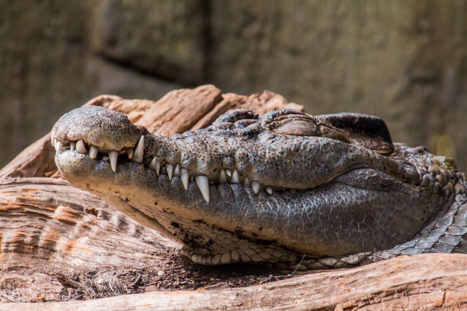 Canon EOS 70D sample photo. Crocodile, sleep, reptile photography