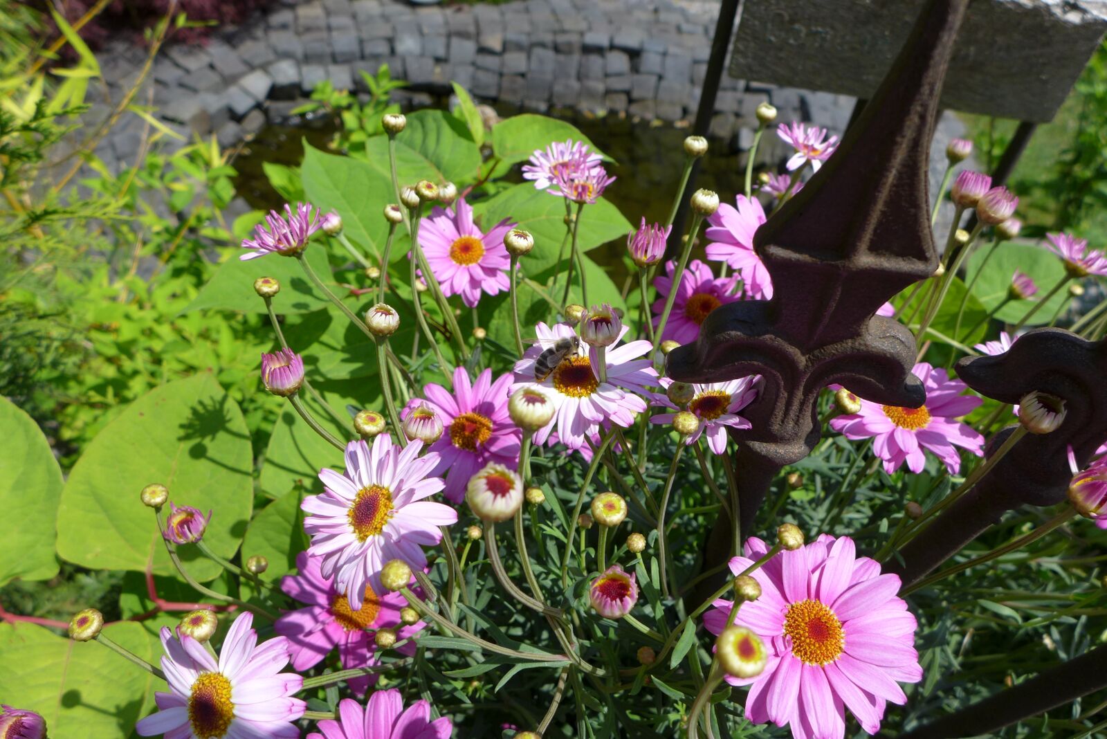 Panasonic Lumix DMC-LX7 sample photo. Flowers, bee, blossom photography