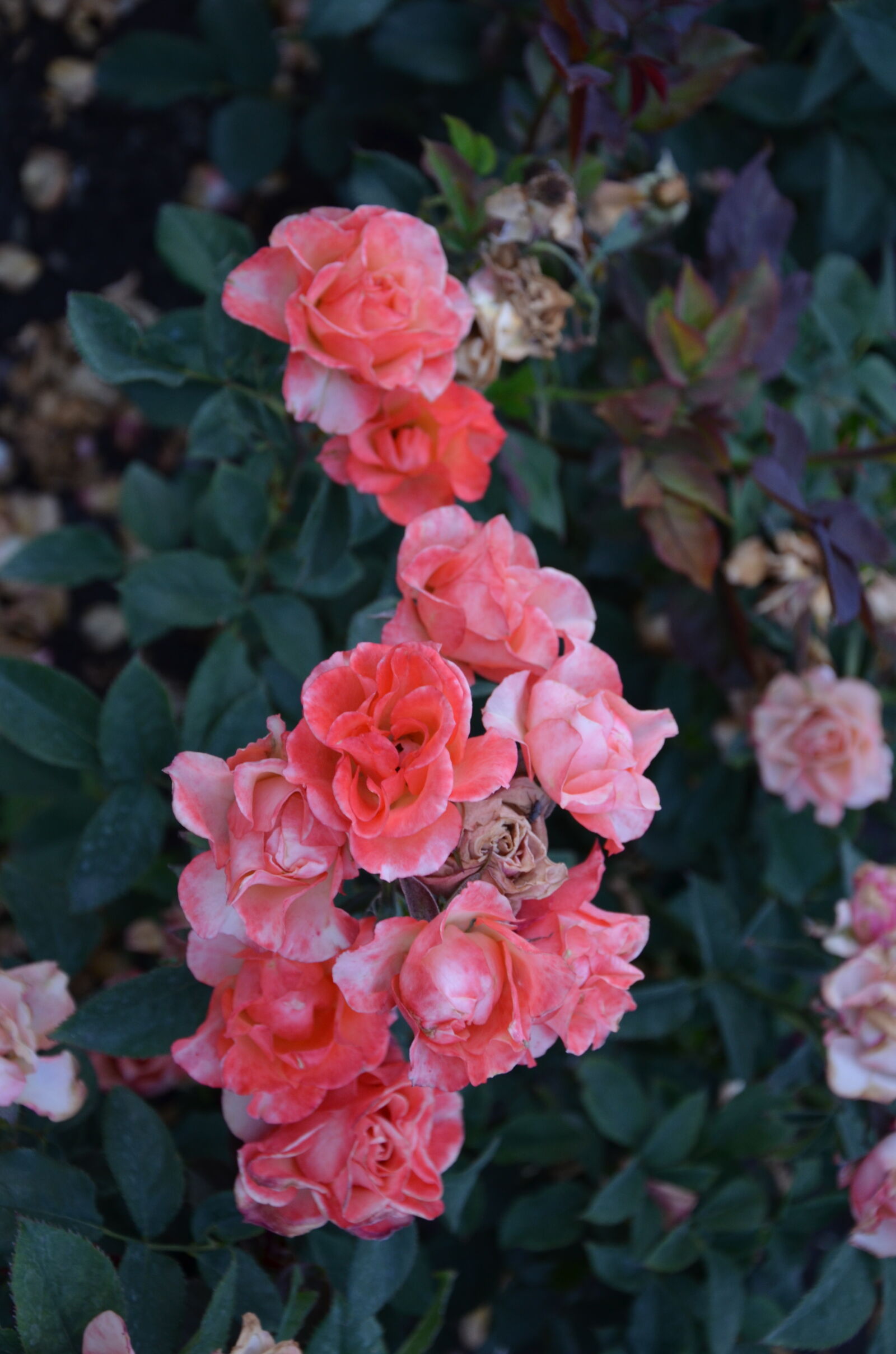 Nikon D5100 sample photo