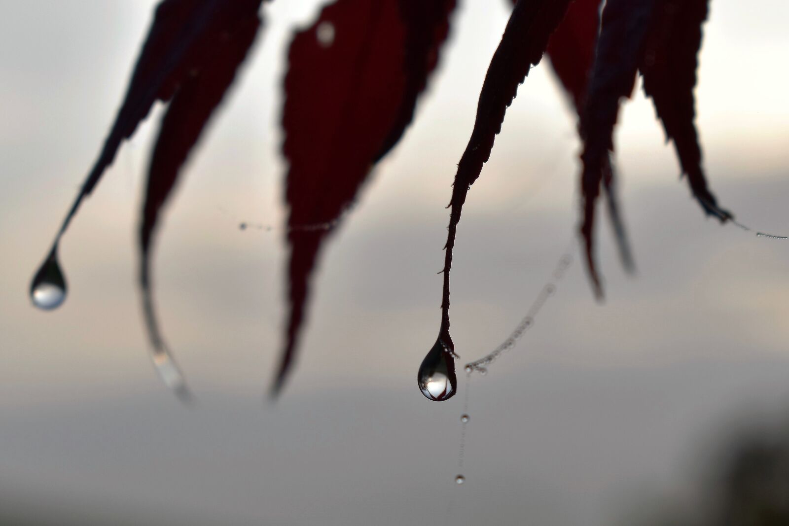 Nikon D5500 sample photo. Drop of water, dew photography
