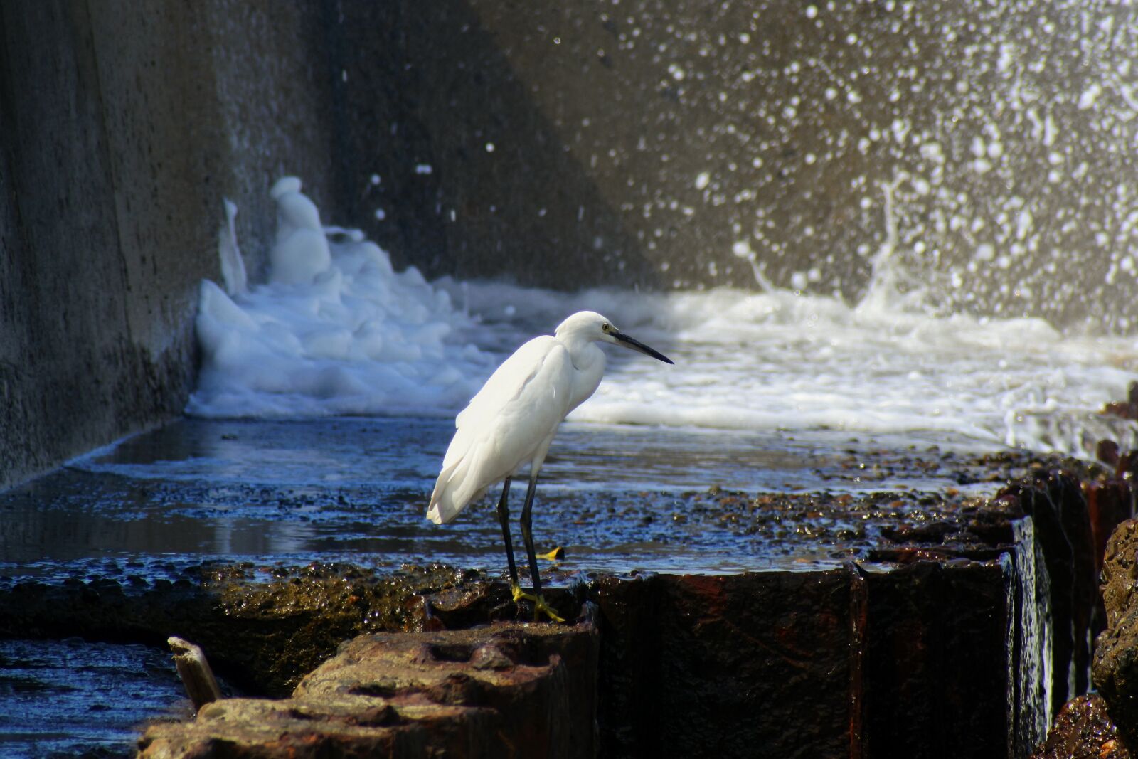 VR 70-300mm f/4.5-6.3G sample photo. Animal, sea, river photography