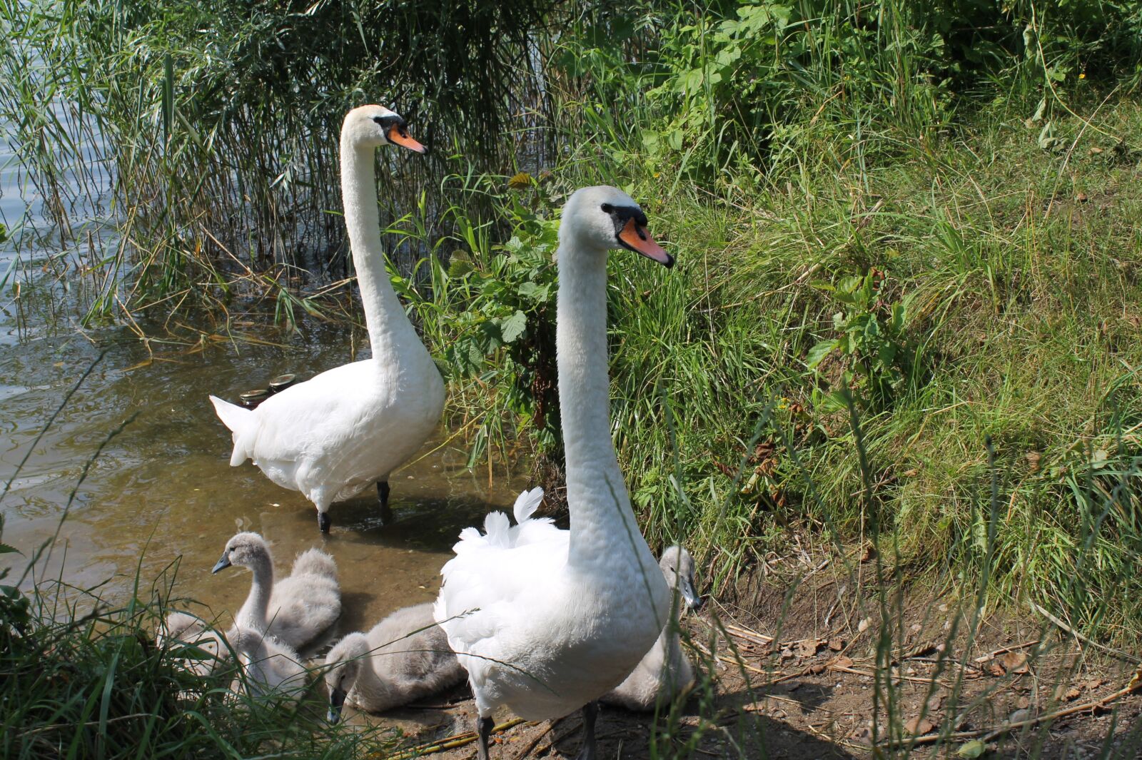Canon EOS 1100D (EOS Rebel T3 / EOS Kiss X50) sample photo. Family, swans, swan photography
