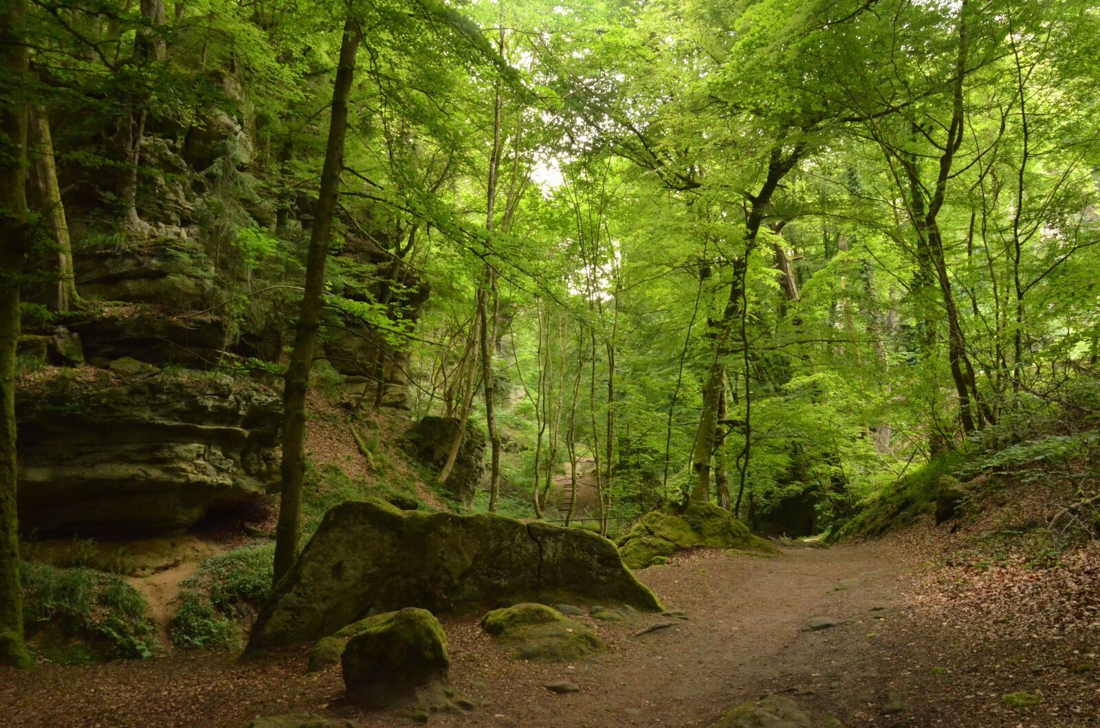 Nikon D7000 sample photo. Luxembourg, echternach, forest photography