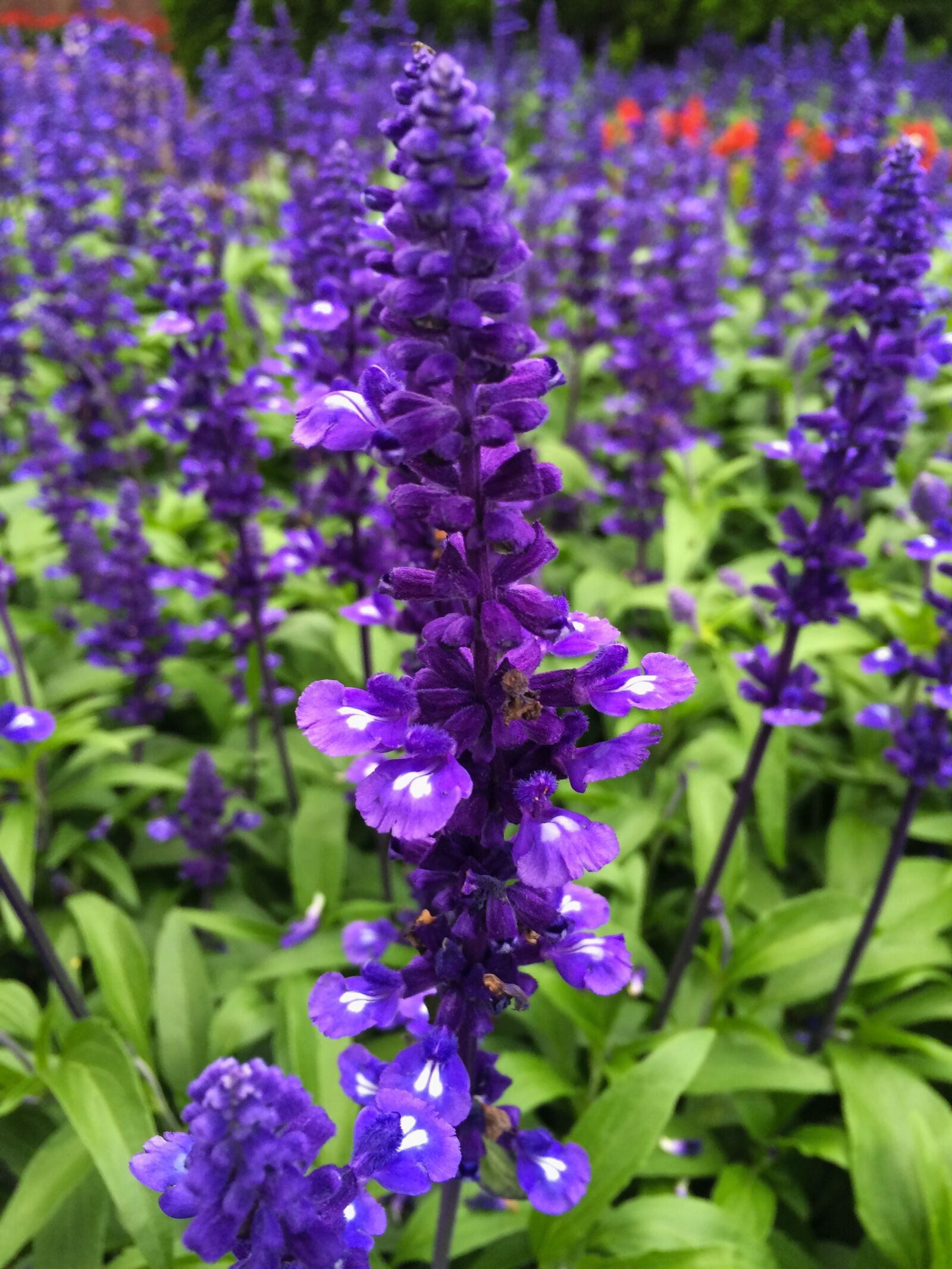 Apple iPhone 5s sample photo. Blue sage, blue-violet, flowers photography