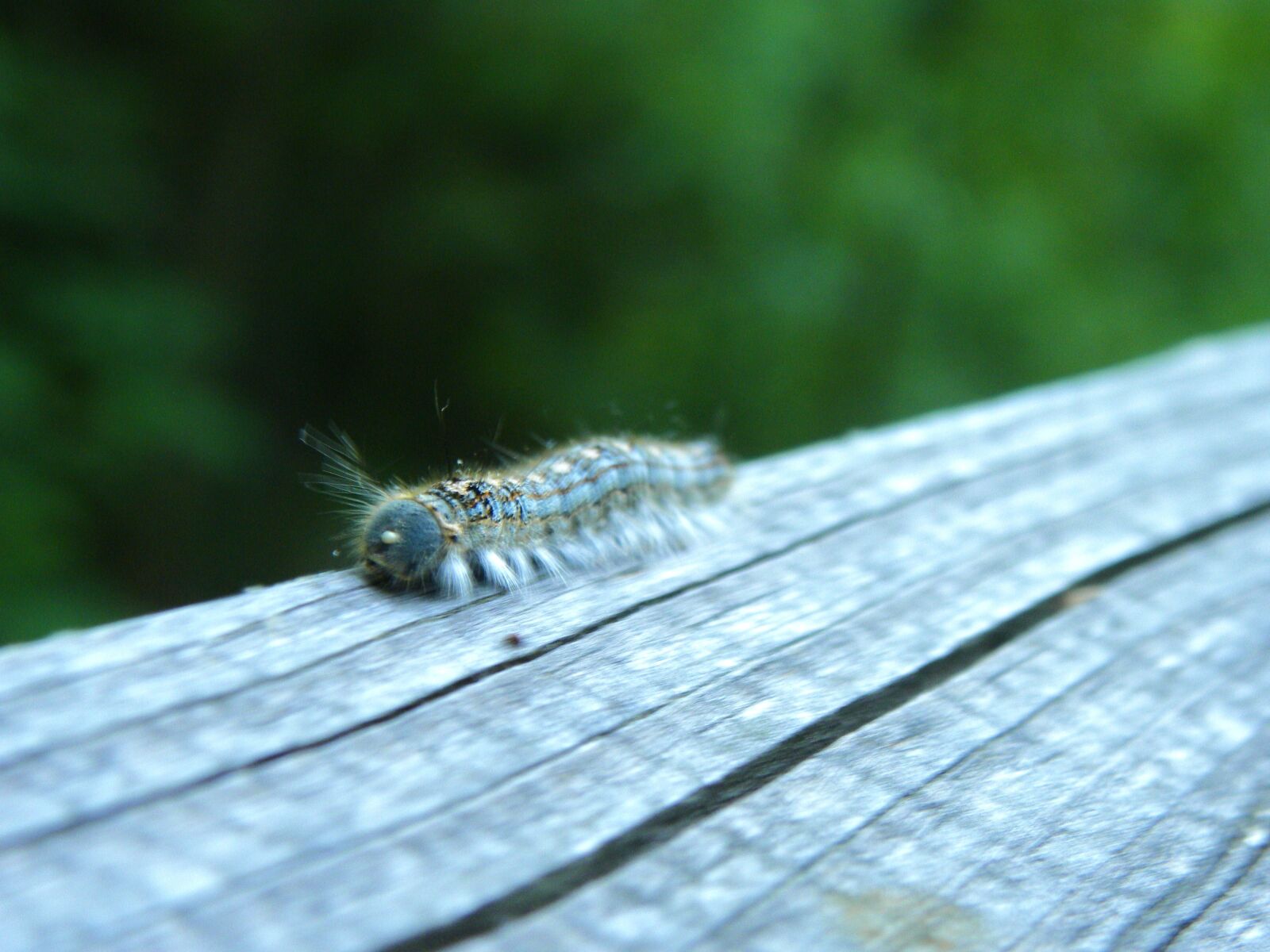 Nikon Coolpix P90 sample photo. Caterpillar, bug, blue photography