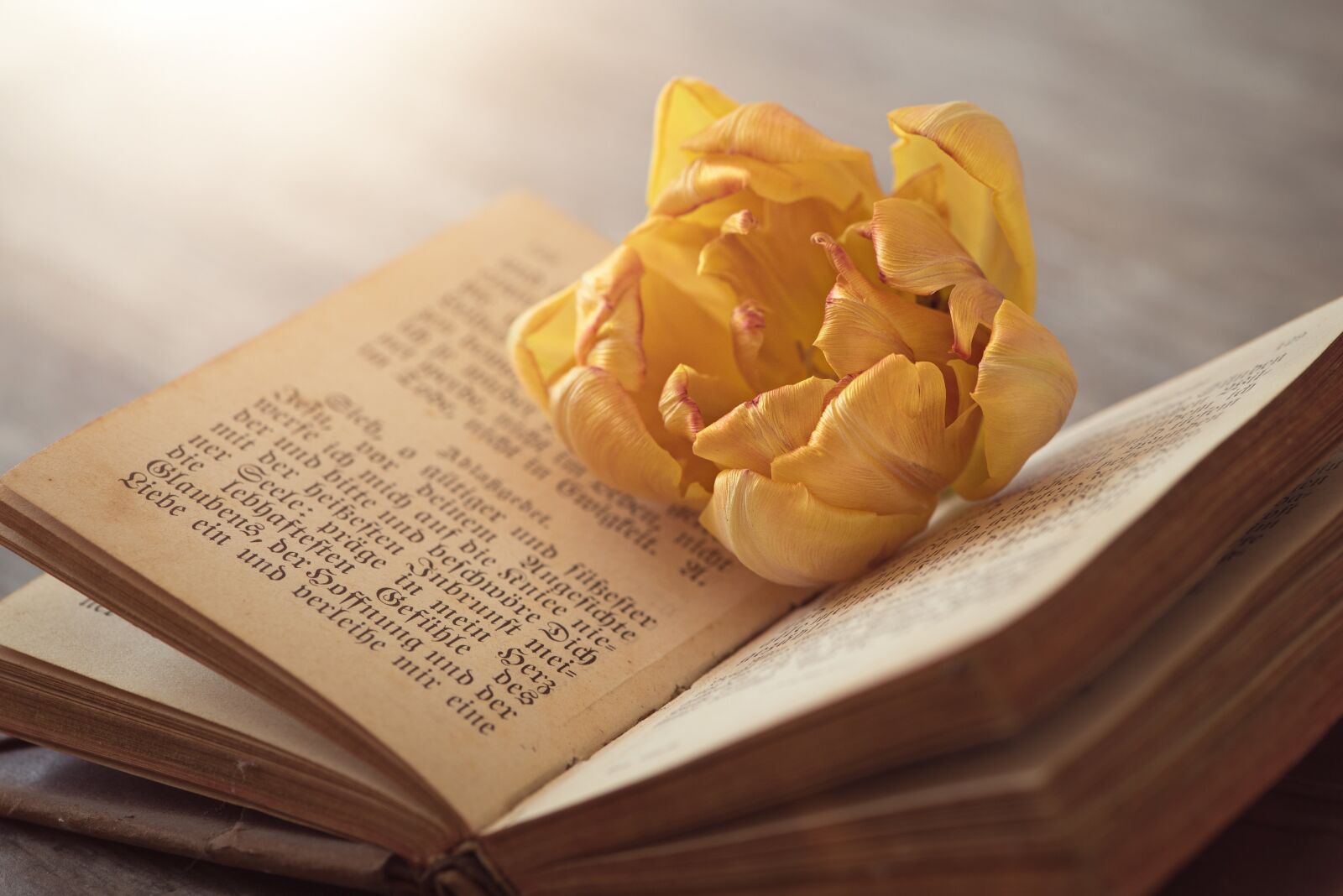 Nikon D750 sample photo. Book, old book, old photography