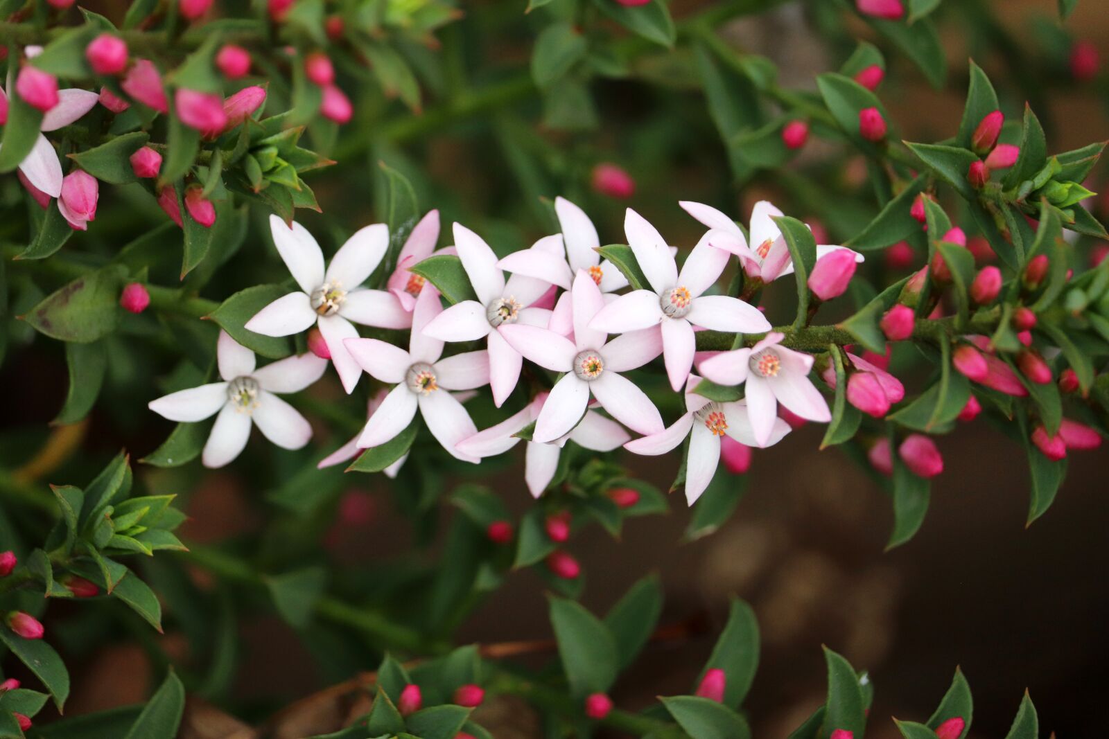 Canon EOS 800D (EOS Rebel T7i / EOS Kiss X9i) sample photo. Flowers, white, pink photography