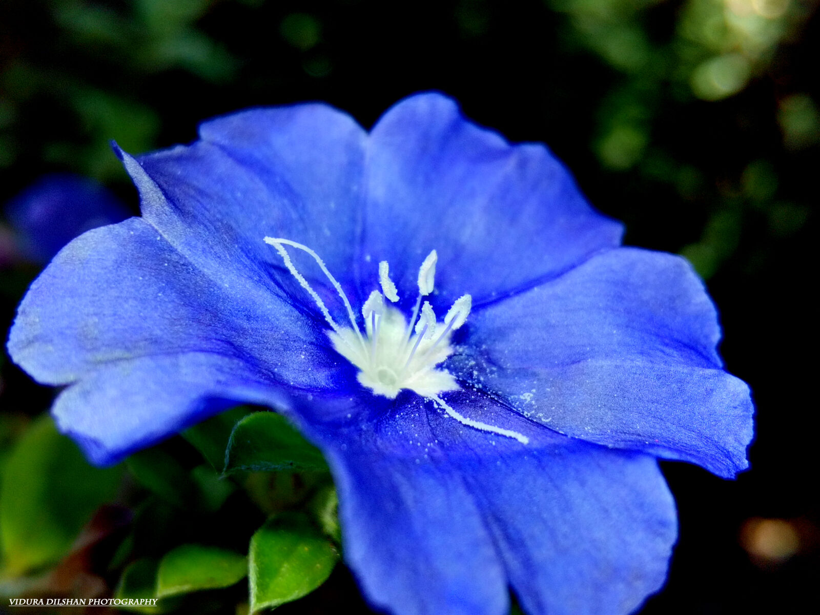 HUAWEI Y541-U02 sample photo. Flower, blue, nature, cool photography