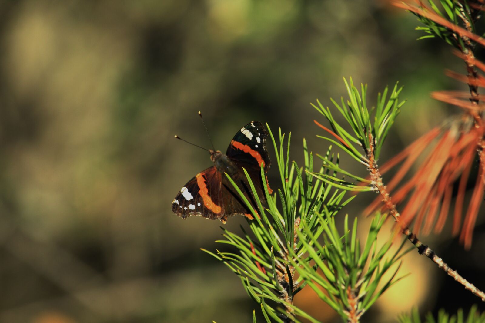 Canon EF-S 55-250mm F4-5.6 IS STM sample photo. Butterfly, field, insect photography