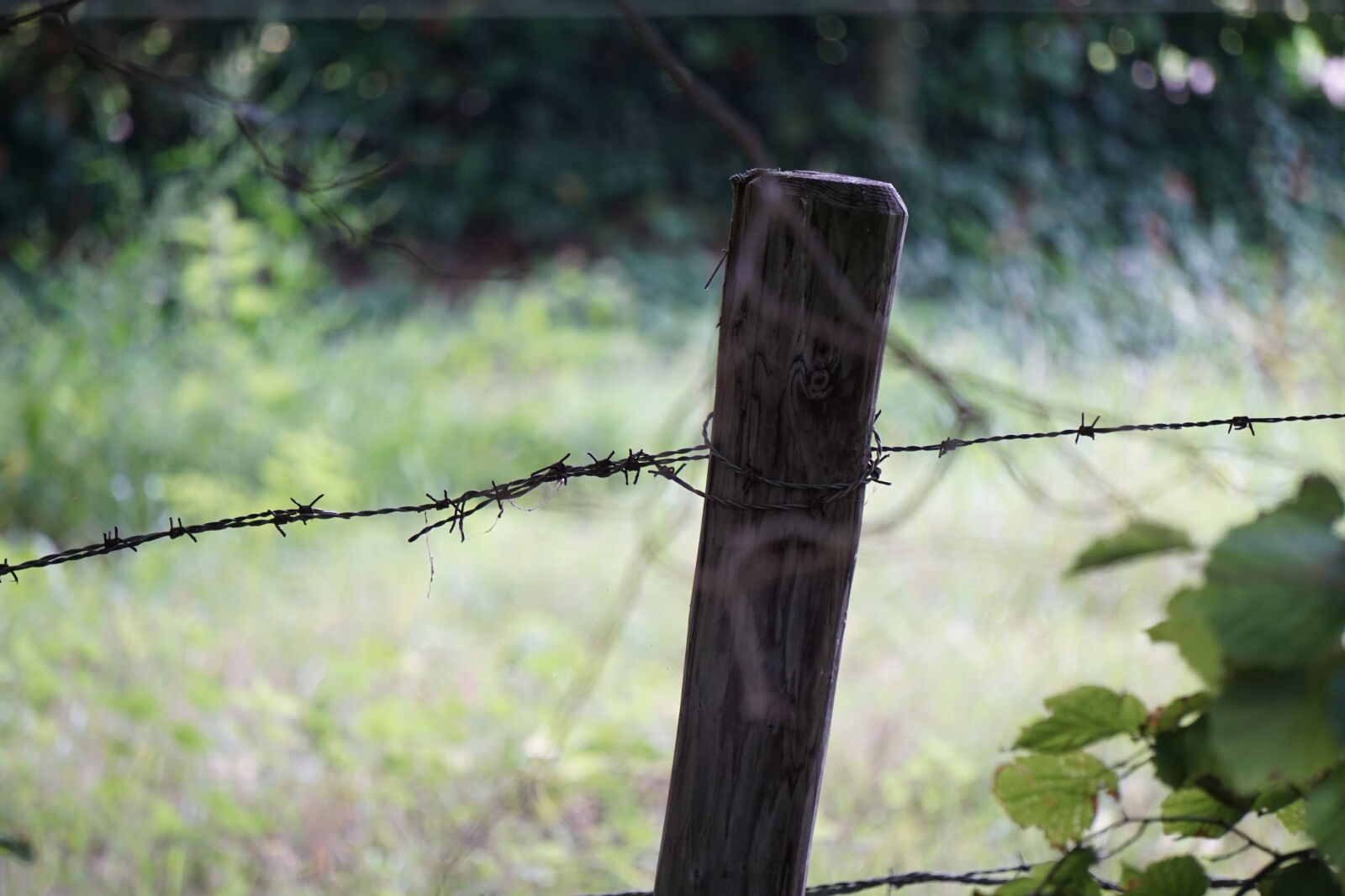 Sony a6000 sample photo. Barbed, wire, fence photography