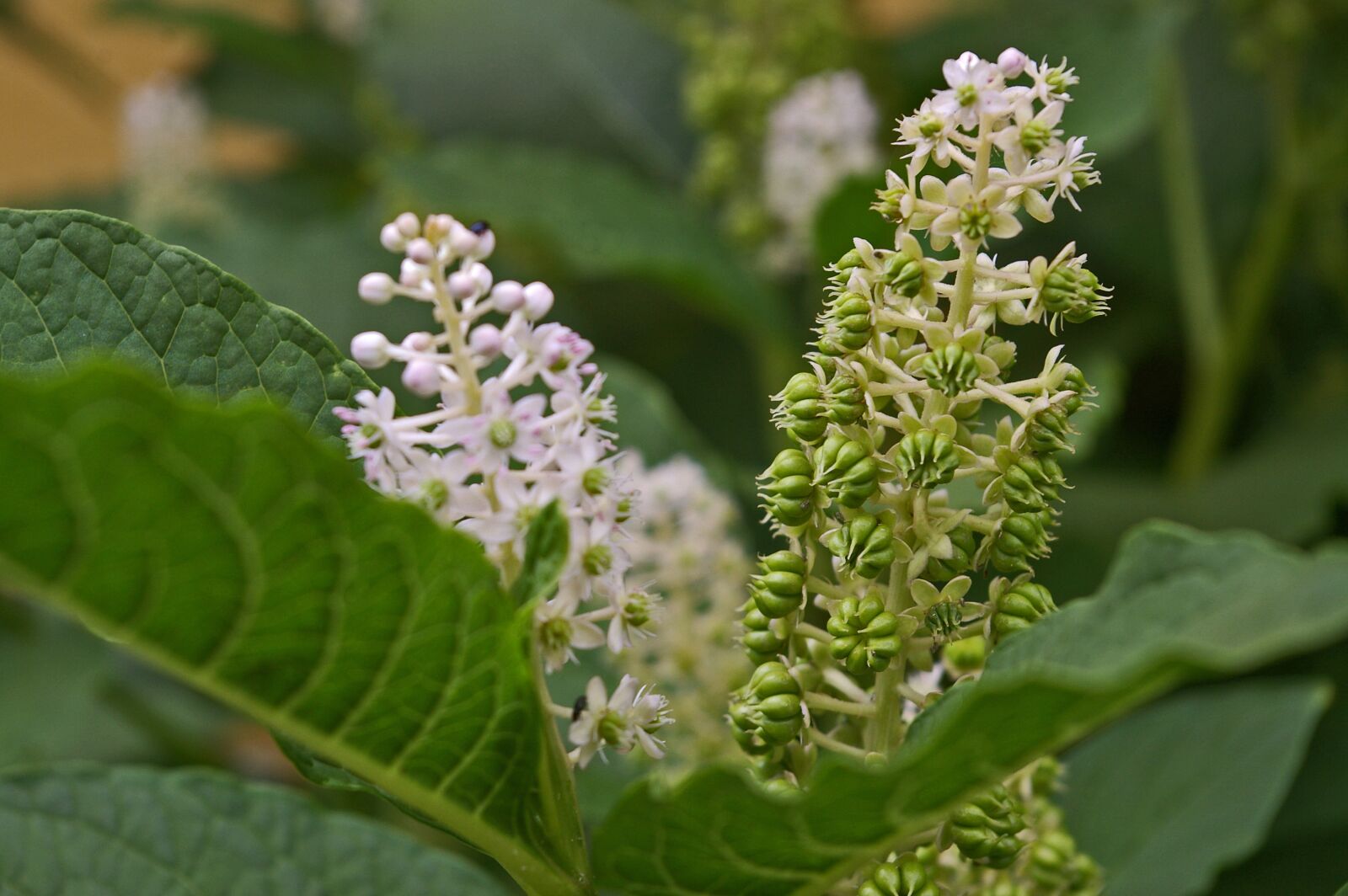 Pentax *ist DL2 sample photo. Pokeweed, berries, garden photography