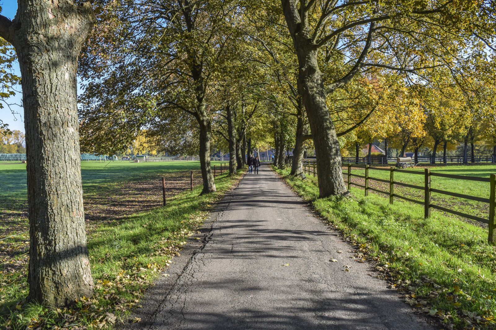 Nikon D3300 sample photo. Forest, nature, autumn photography