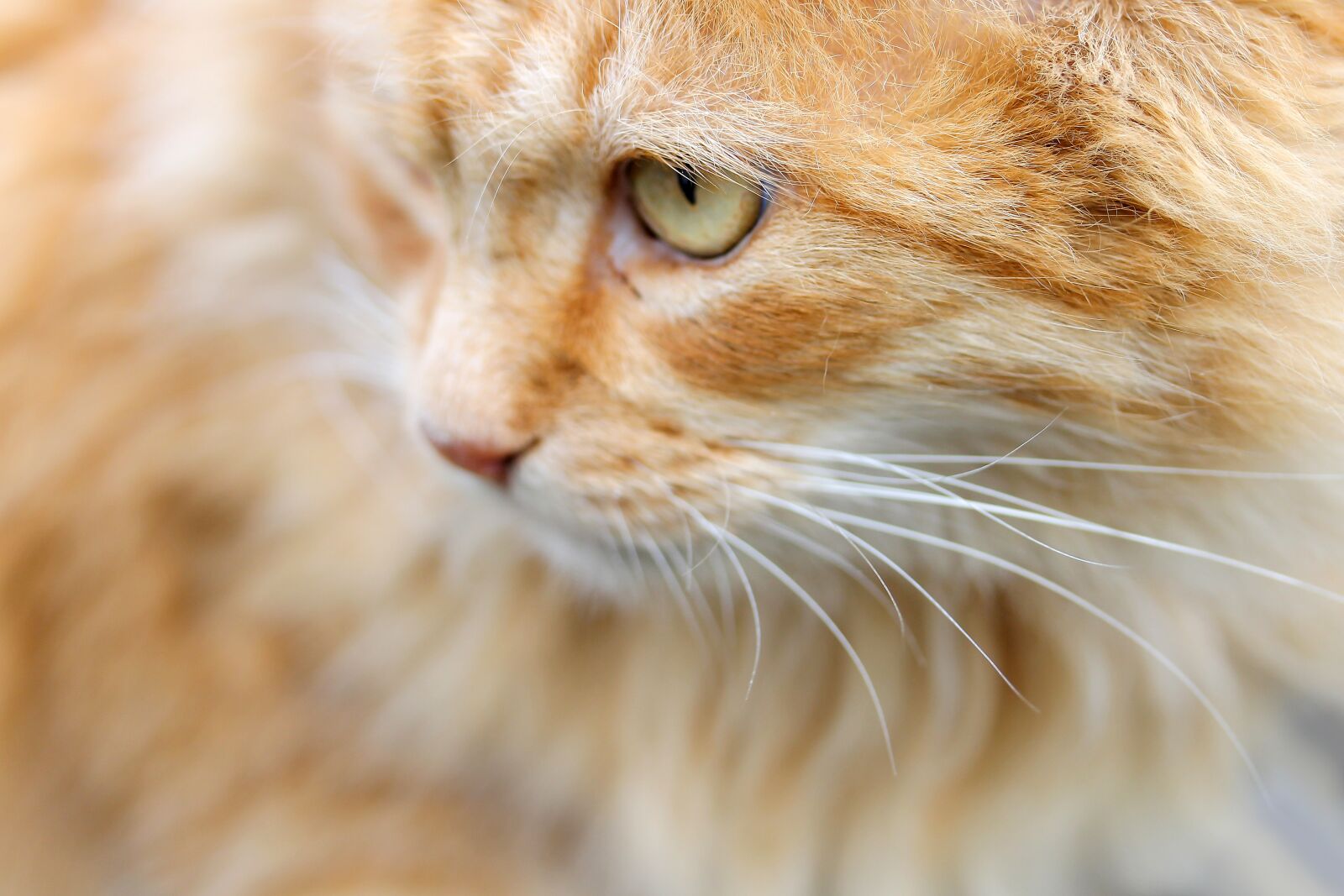 Canon EF-S 60mm F2.8 Macro USM sample photo. Cat, red cat, cat's photography