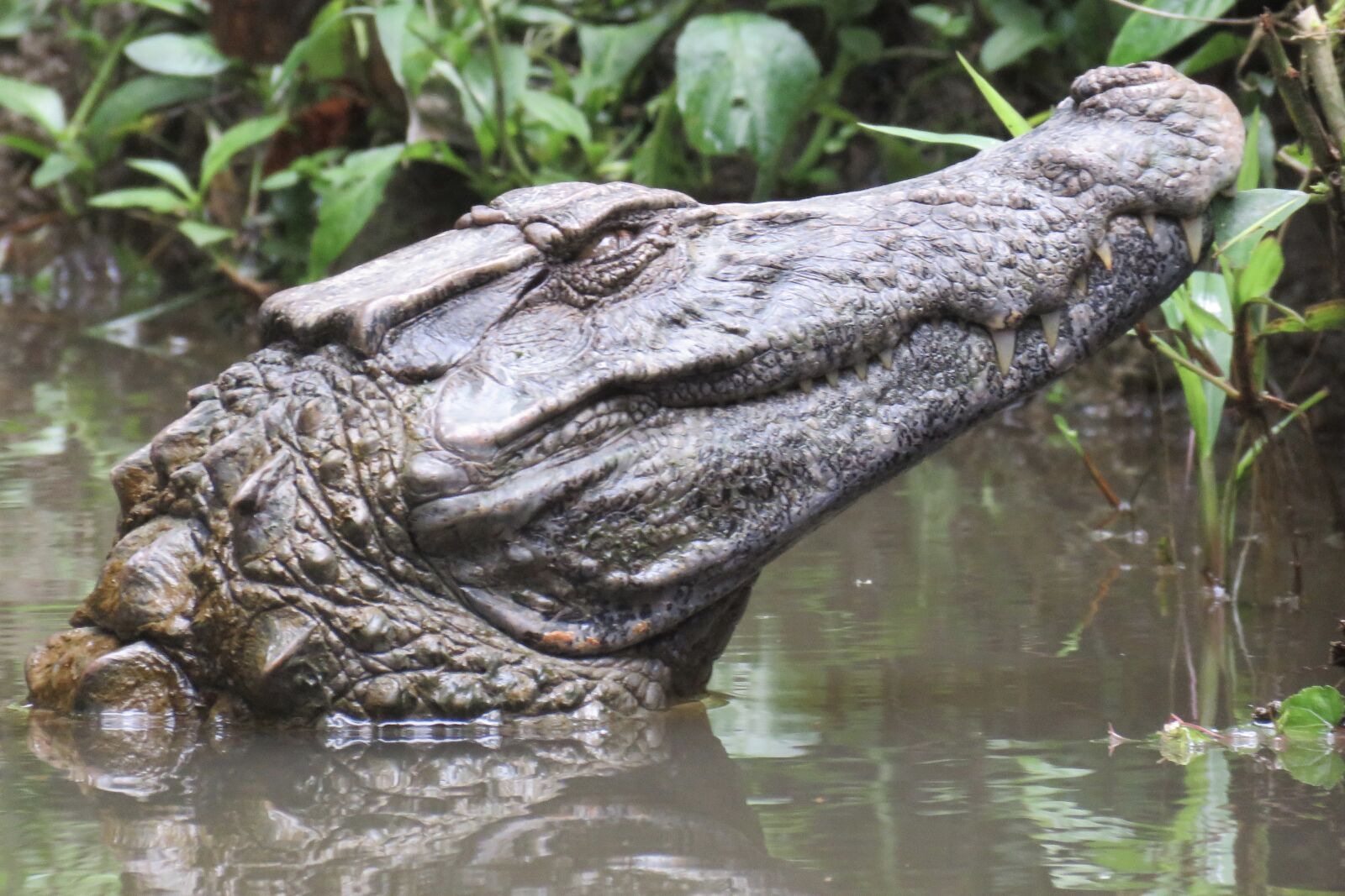 Canon PowerShot SX60 HS sample photo. Alligator, searching, smile, waiting photography