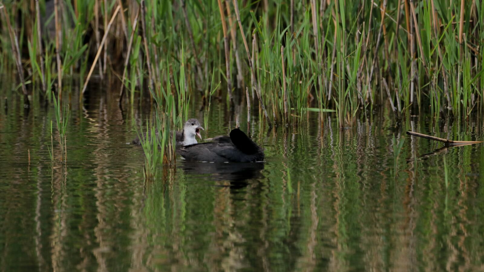 150-600mm F5-6.3 DG OS HSM | Contemporary 015 sample photo. Coot, lake, water photography