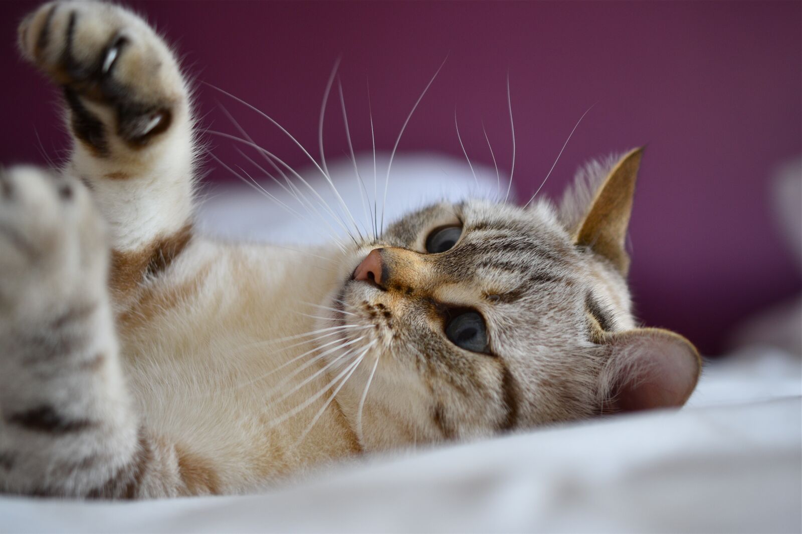 Nikon D5600 sample photo. Cat, eyes, blue photography