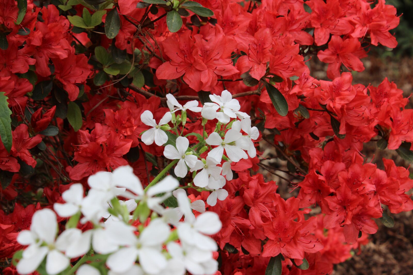 Canon EOS 600D (Rebel EOS T3i / EOS Kiss X5) sample photo. Red, white, azalea photography
