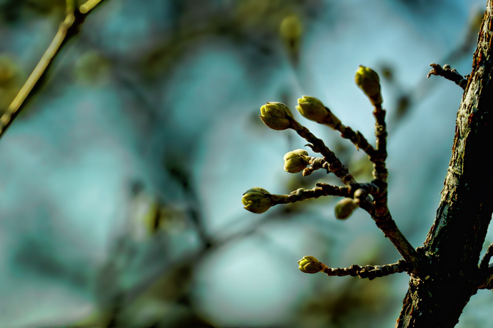Sony E 18-135mm F3.5-5.6 OSS sample photo. Nature, leaf, tree photography