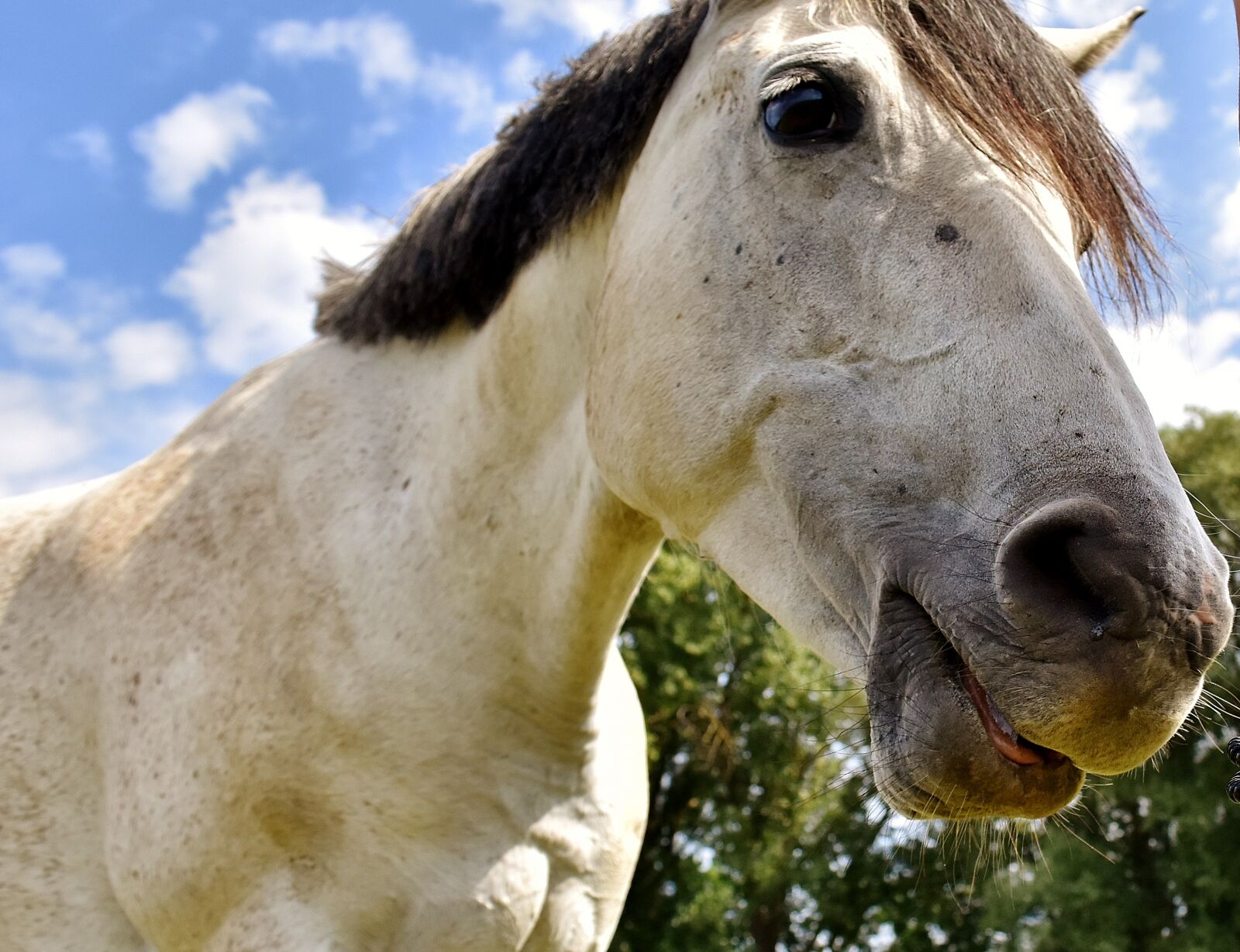 Nikon D7200 sample photo. Horse, mold, pony photography