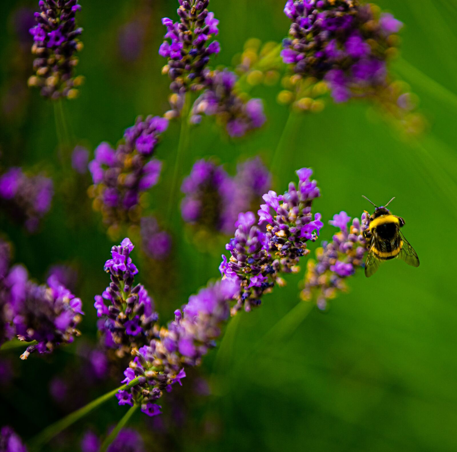 Canon EOS 6D Mark II + Canon EF 70-200mm F2.8L IS II USM sample photo. Bumblebee, flowers, nature photography