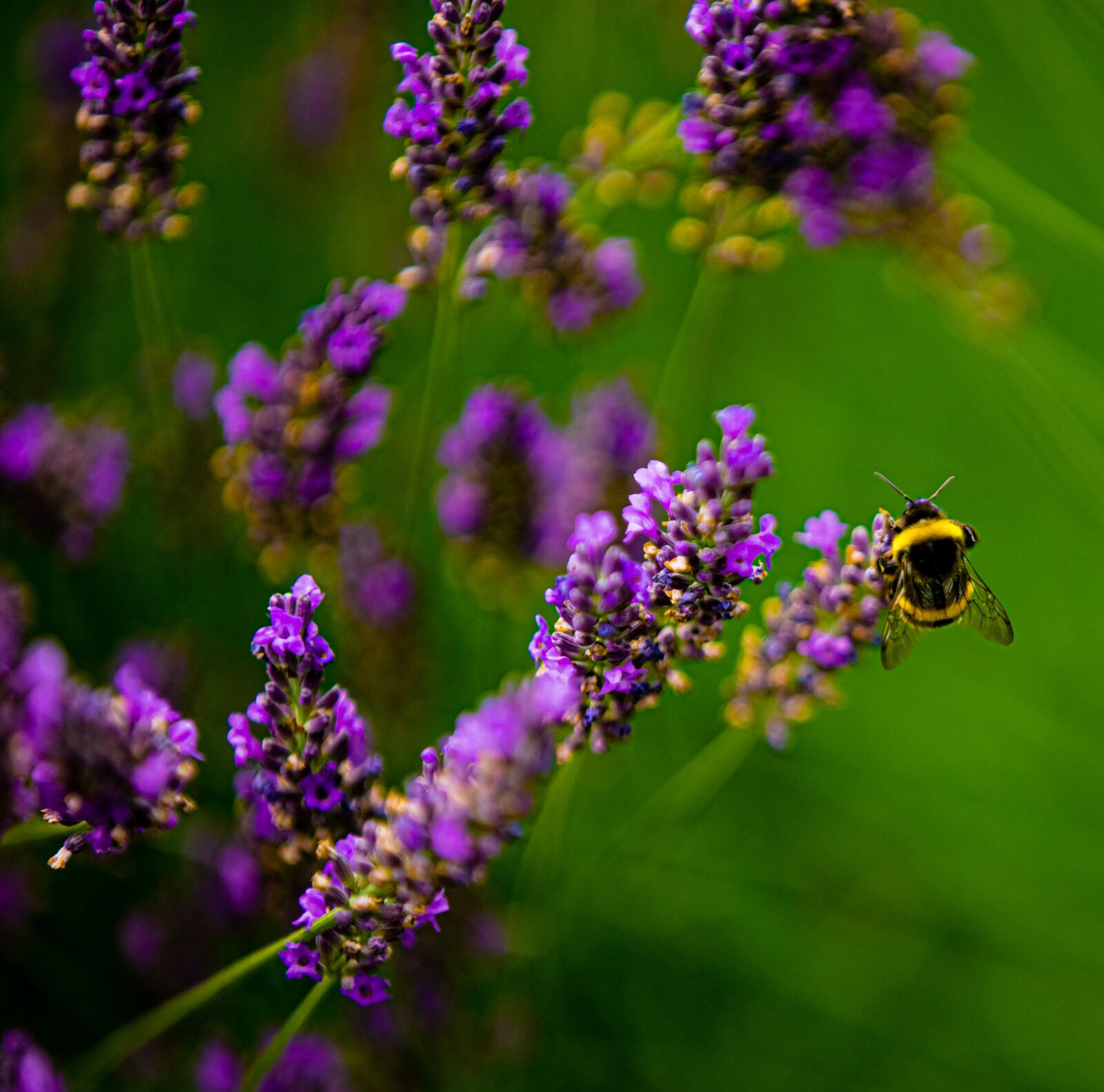 Canon EOS 6D Mark II sample photo. Bumblebee, flowers, nature photography