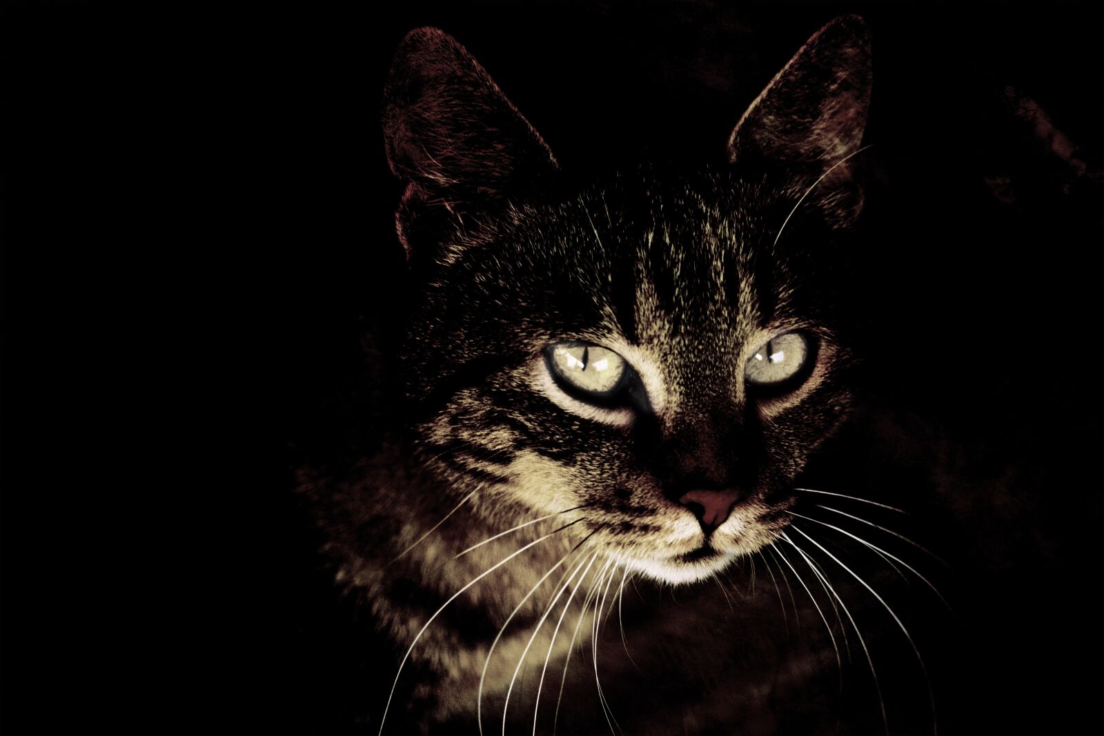 Canon EF-S 55-250mm F4-5.6 IS STM sample photo. Cat, head, eyes photography
