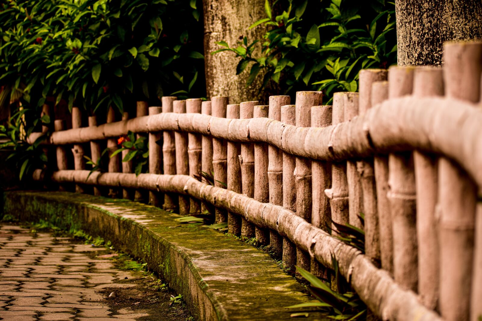 Nikon D3400 sample photo. Bamboo, grass, garden photography