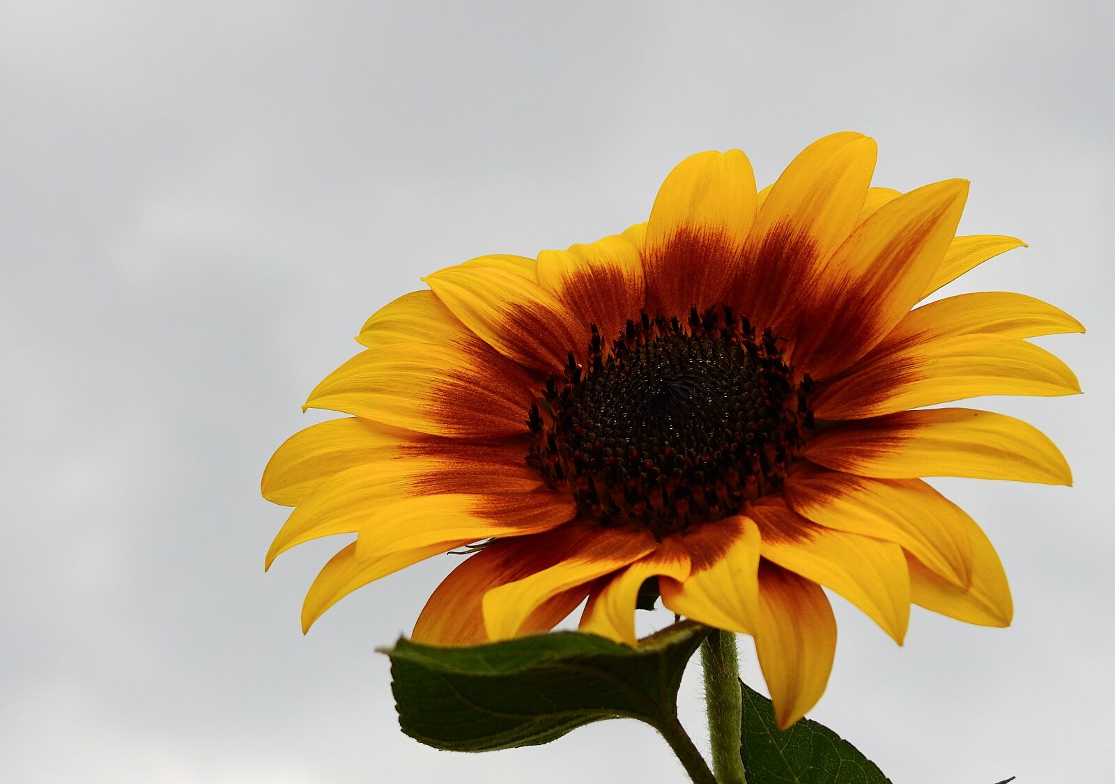 Nikon Coolpix P900 sample photo. Sunflower, flower, the petals photography
