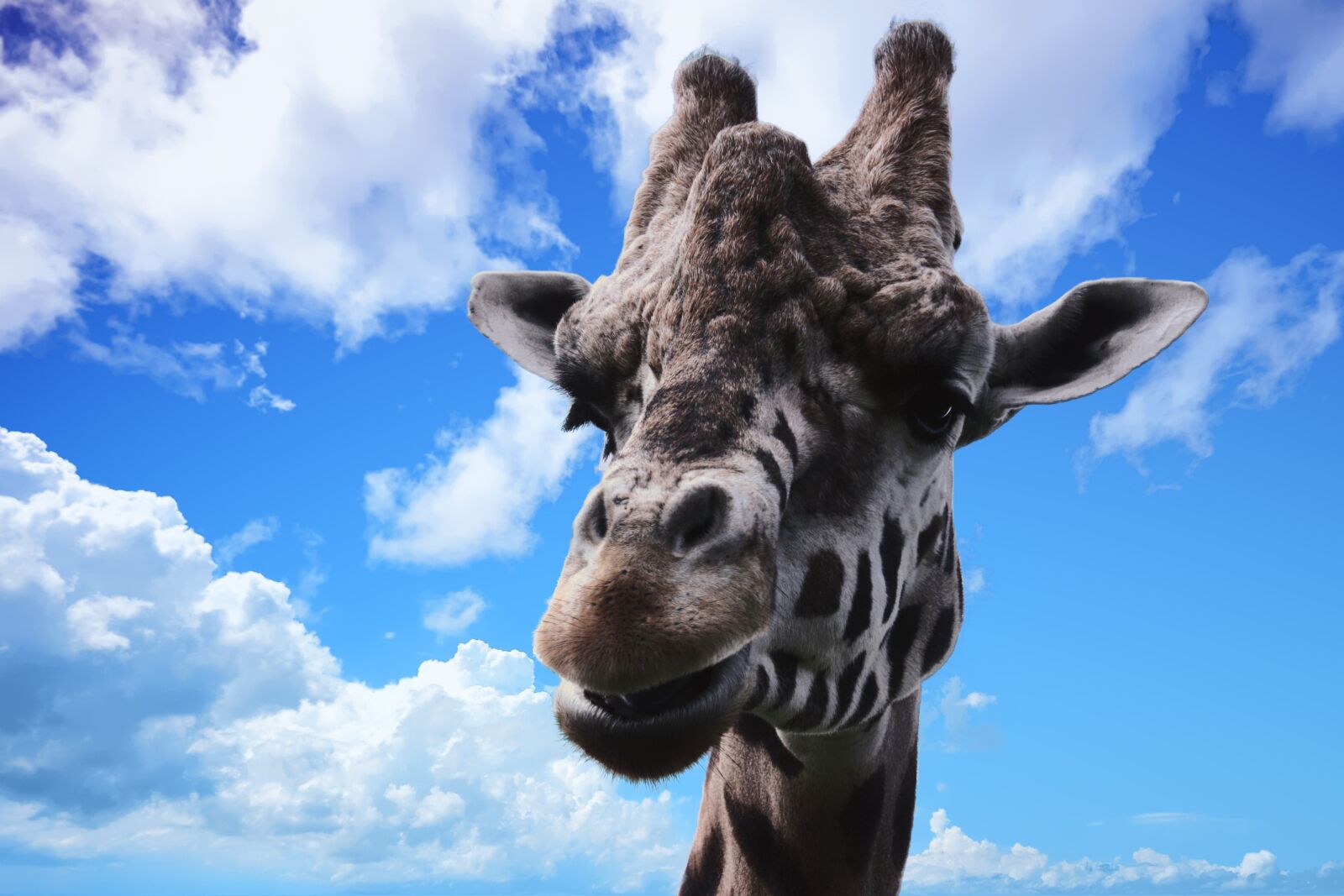 Canon EOS 450D (EOS Rebel XSi / EOS Kiss X2) sample photo. Giraffe, animal, wildlife photography