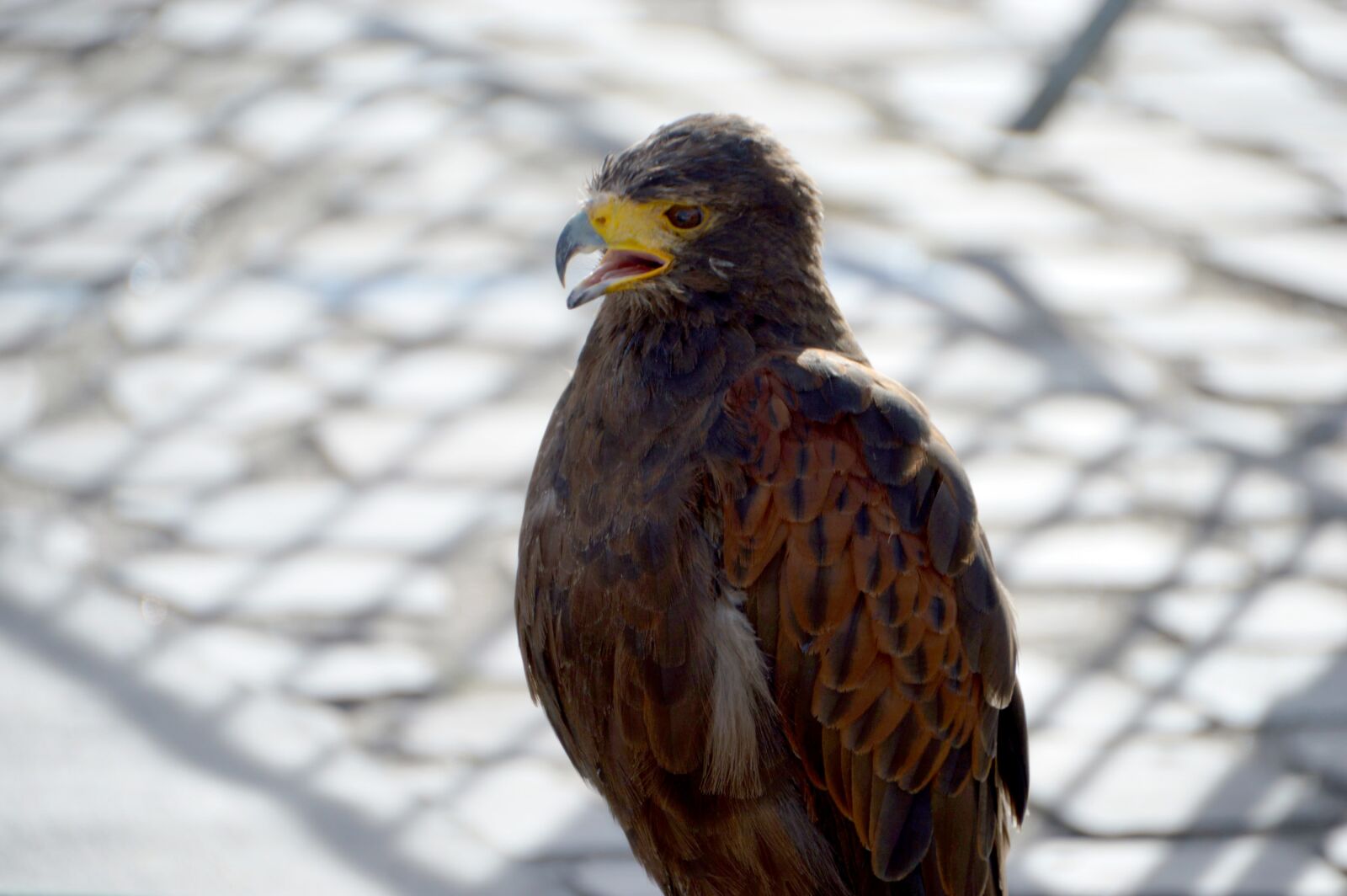 Nikon D3200 sample photo. Buzzard, falcon, bird photography
