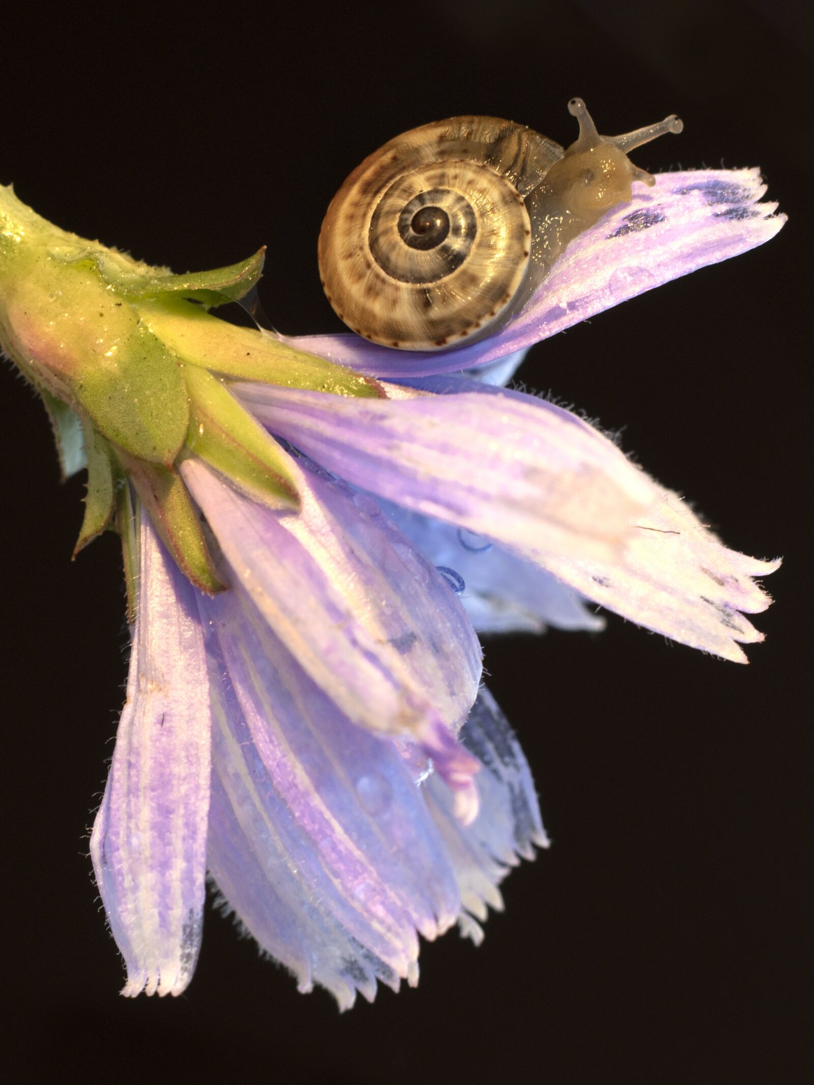 Canon EOS 760D (EOS Rebel T6s / EOS 8000D) sample photo. Snail on flower, after photography