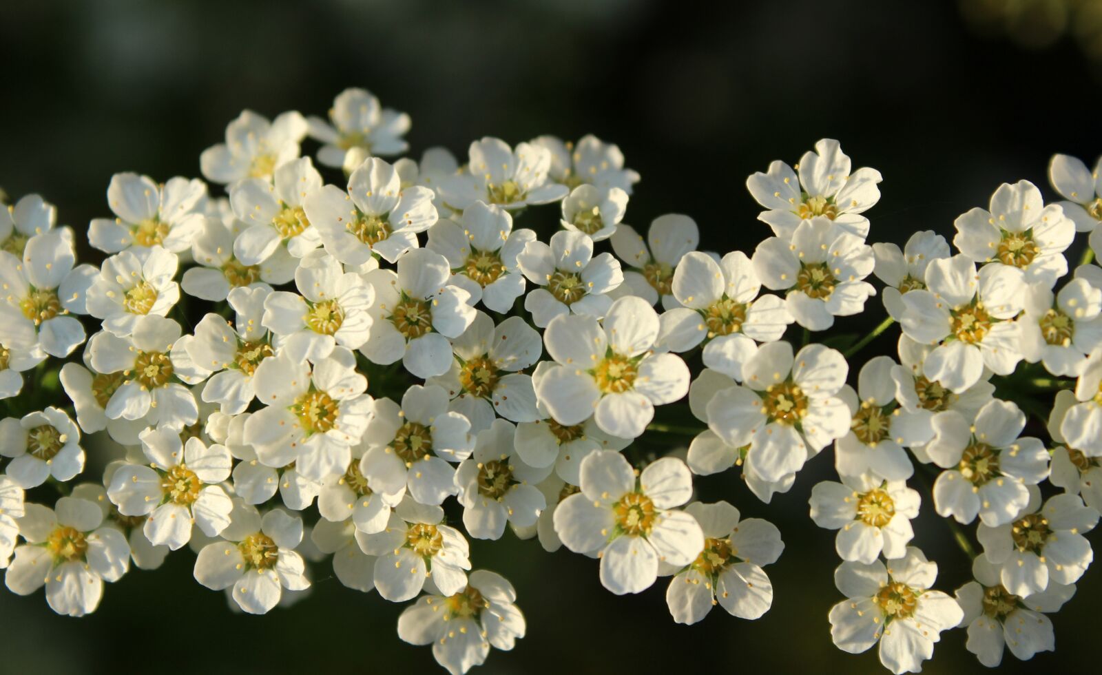 Canon EOS 1200D (EOS Rebel T5 / EOS Kiss X70 / EOS Hi) sample photo. Tawu a, white flowers photography
