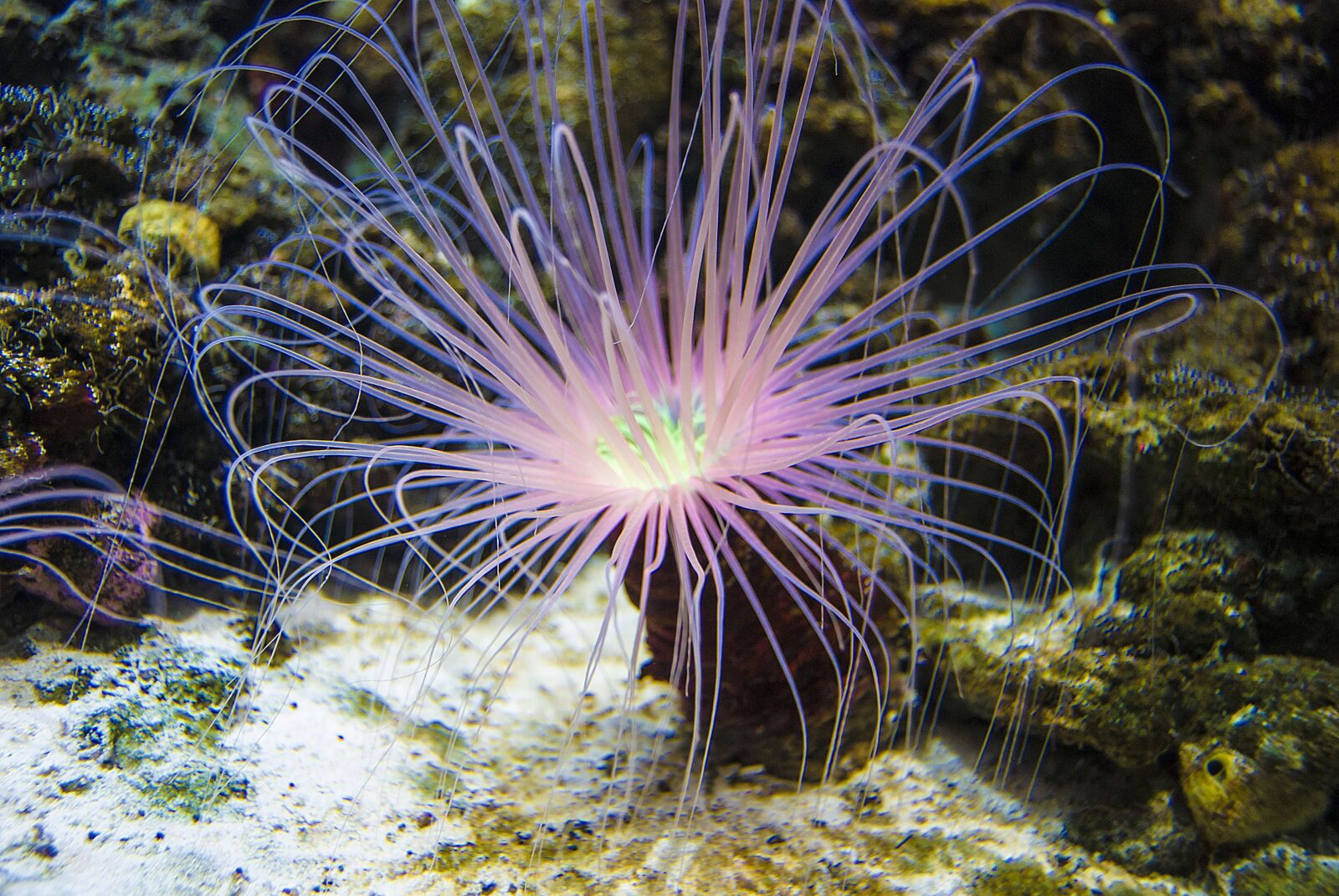 Nikon D40X sample photo. Salt water, plant, ocean photography
