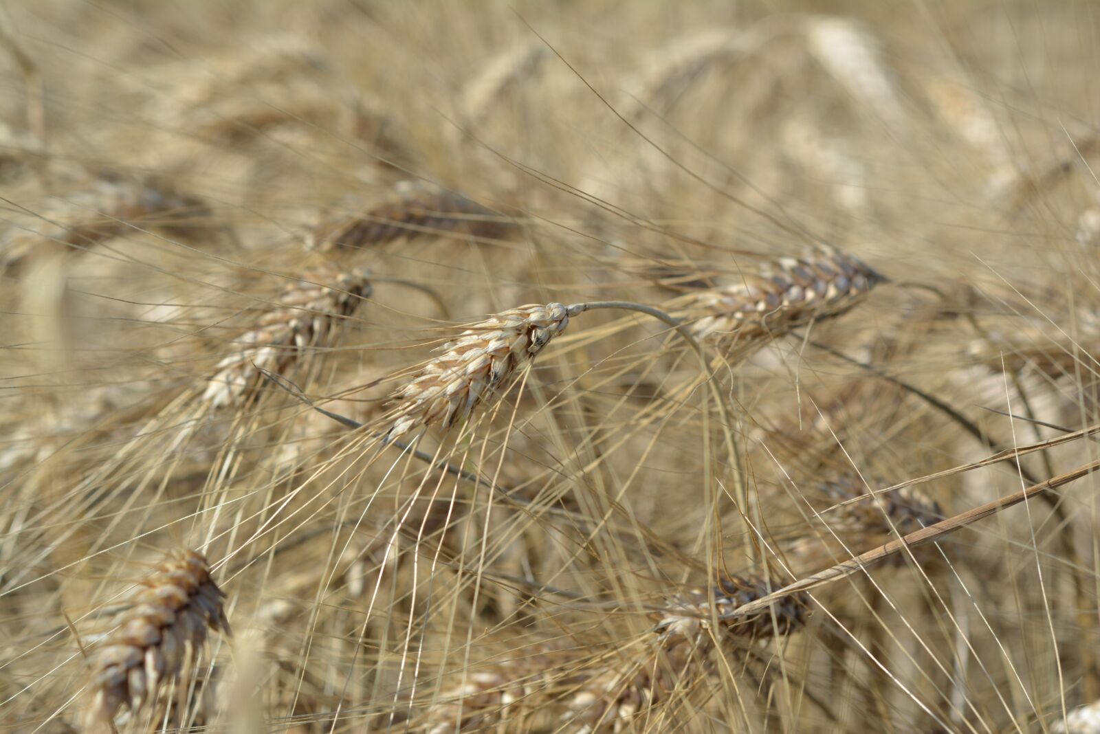 Nikon D5200 sample photo. Corn, barley, collections photography