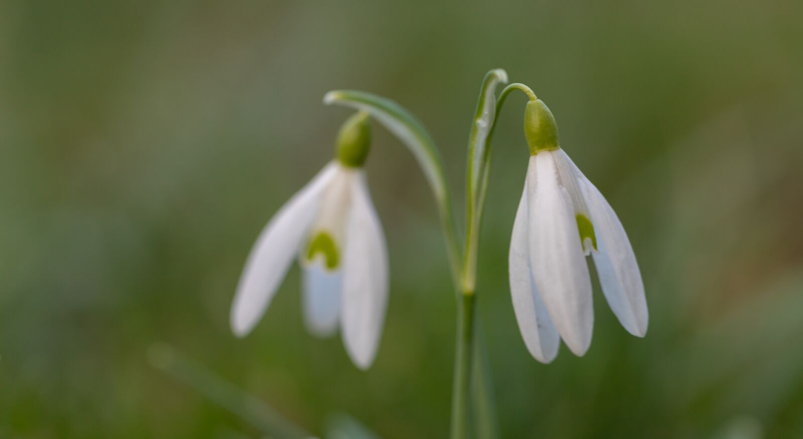 Canon EOS 6D Mark II sample photo. Snowdrop, spring, flower photography