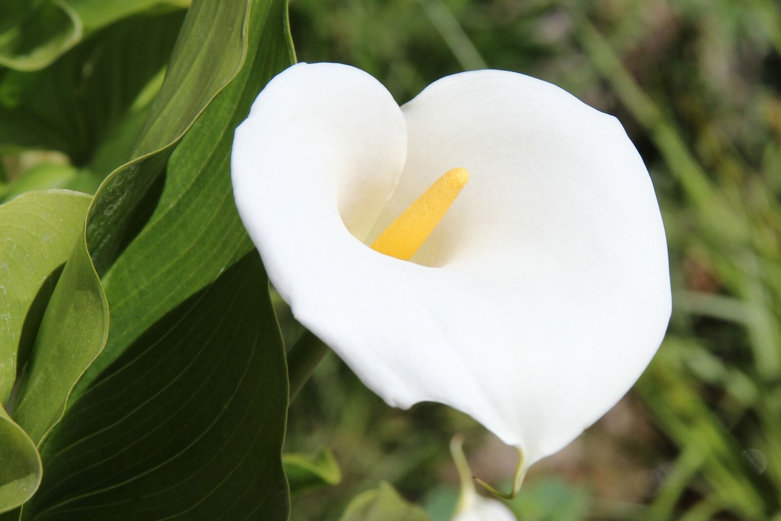 Canon EF-S 18-135mm F3.5-5.6 IS sample photo. Flowers, plant, calla photography