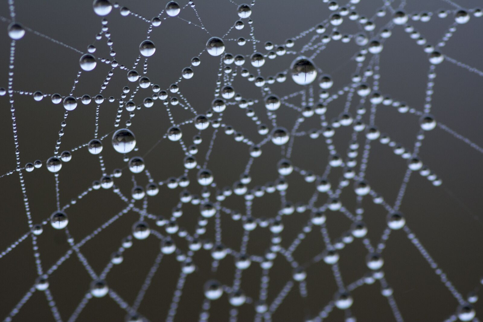 Nikon D5200 sample photo. Spiderweb, water drops, dewdrop photography