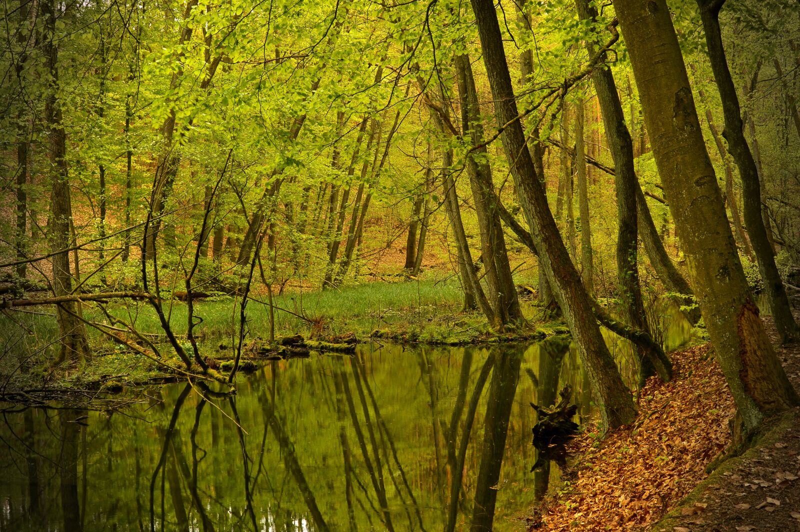 Nikon D3200 sample photo. Bach, creek, waters photography