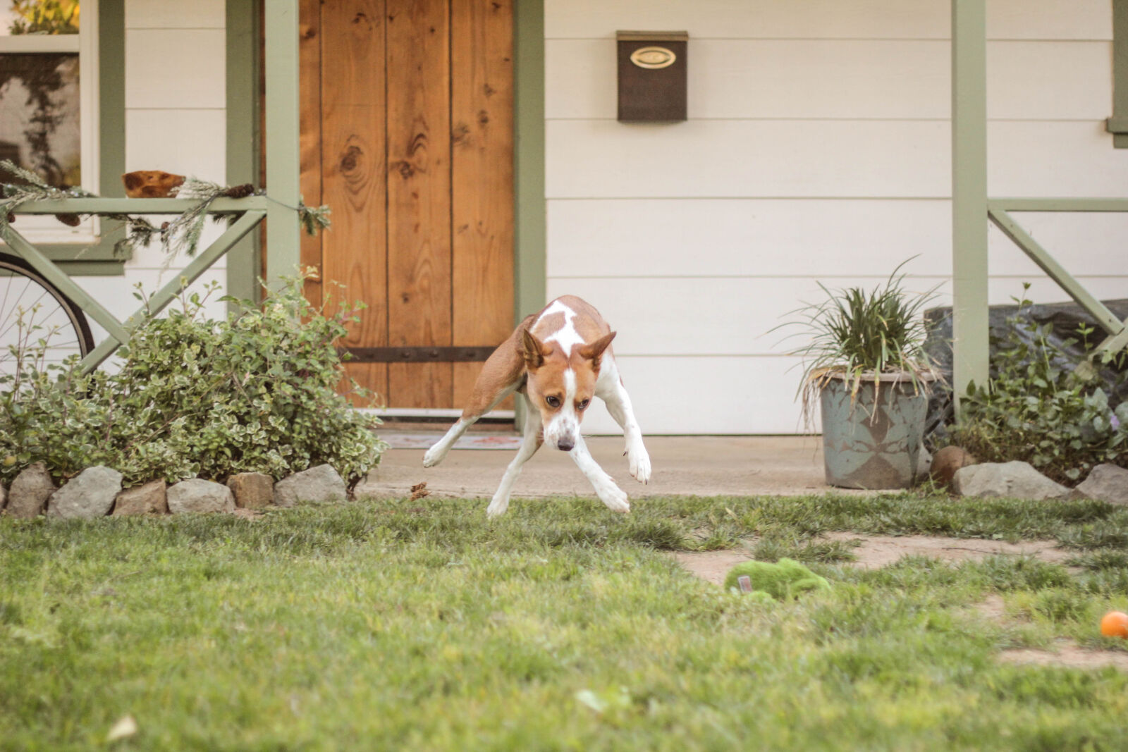 Canon EOS 60D + Canon EF 50mm F1.8 II sample photo. Basenji, cattle, dog, cottage photography