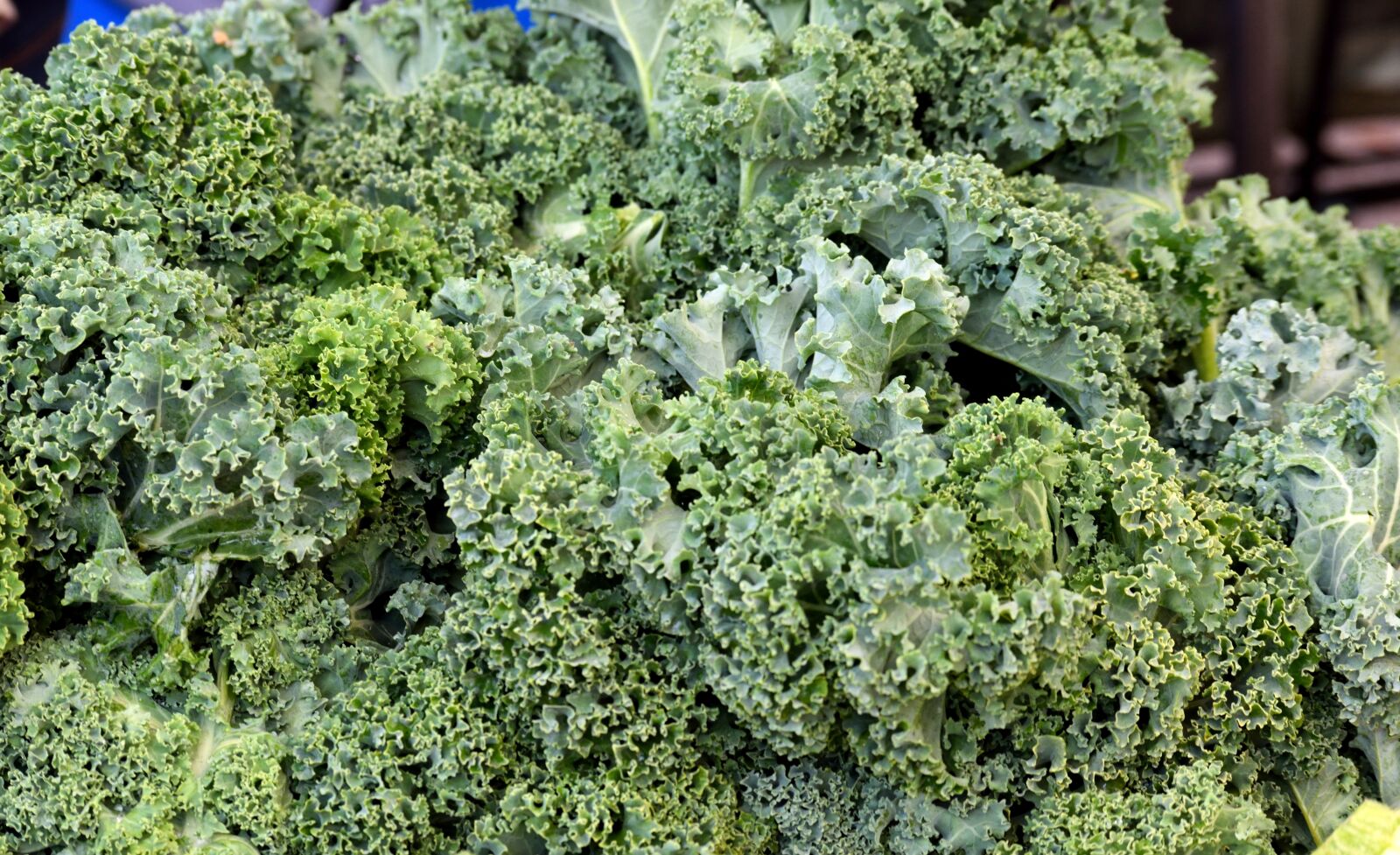 Nikon D3300 sample photo. Kale, vegetable, lettuce photography