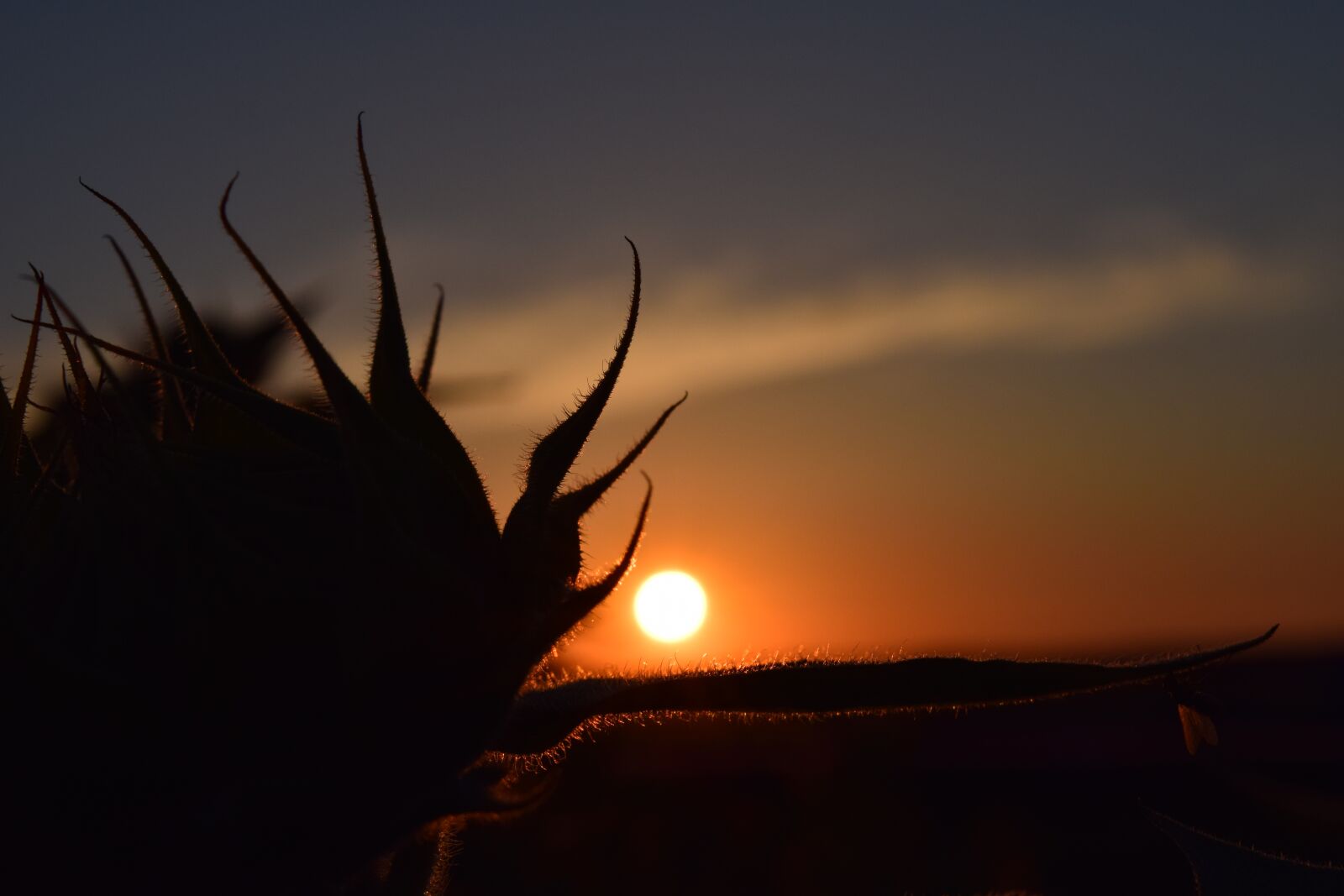 Nikon D3300 sample photo. Sunset, backlighting, sunflower photography