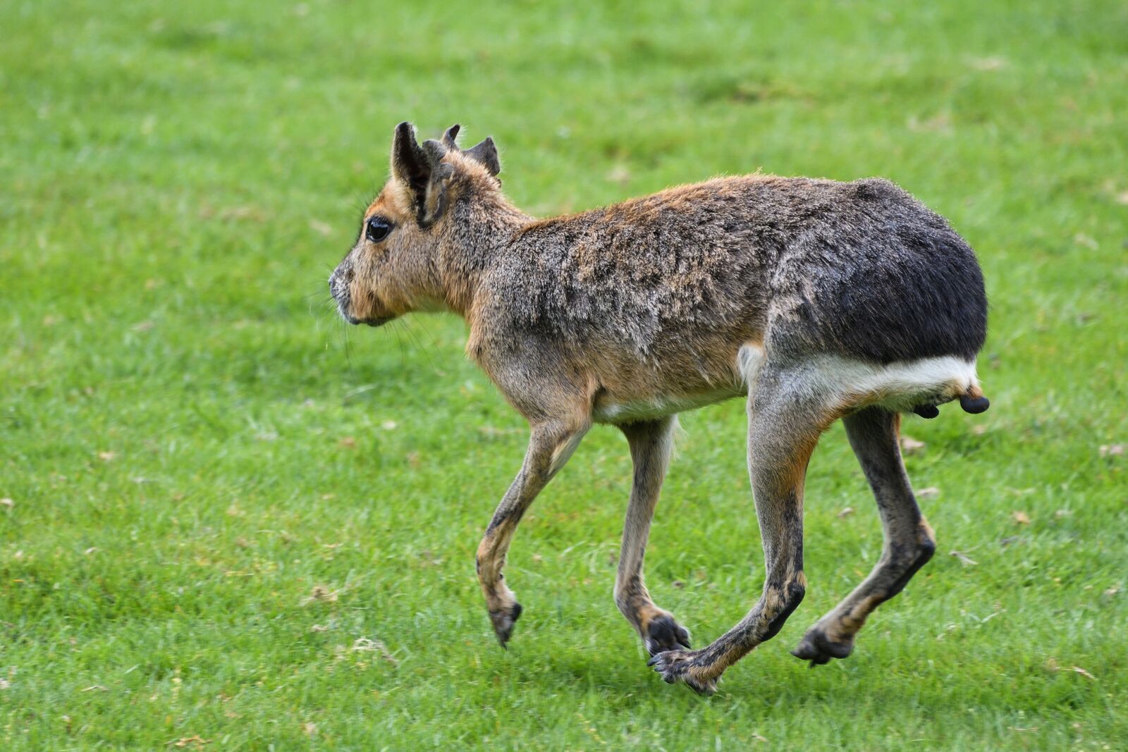 Nikon D500 sample photo. Mara, hare of patagonia photography