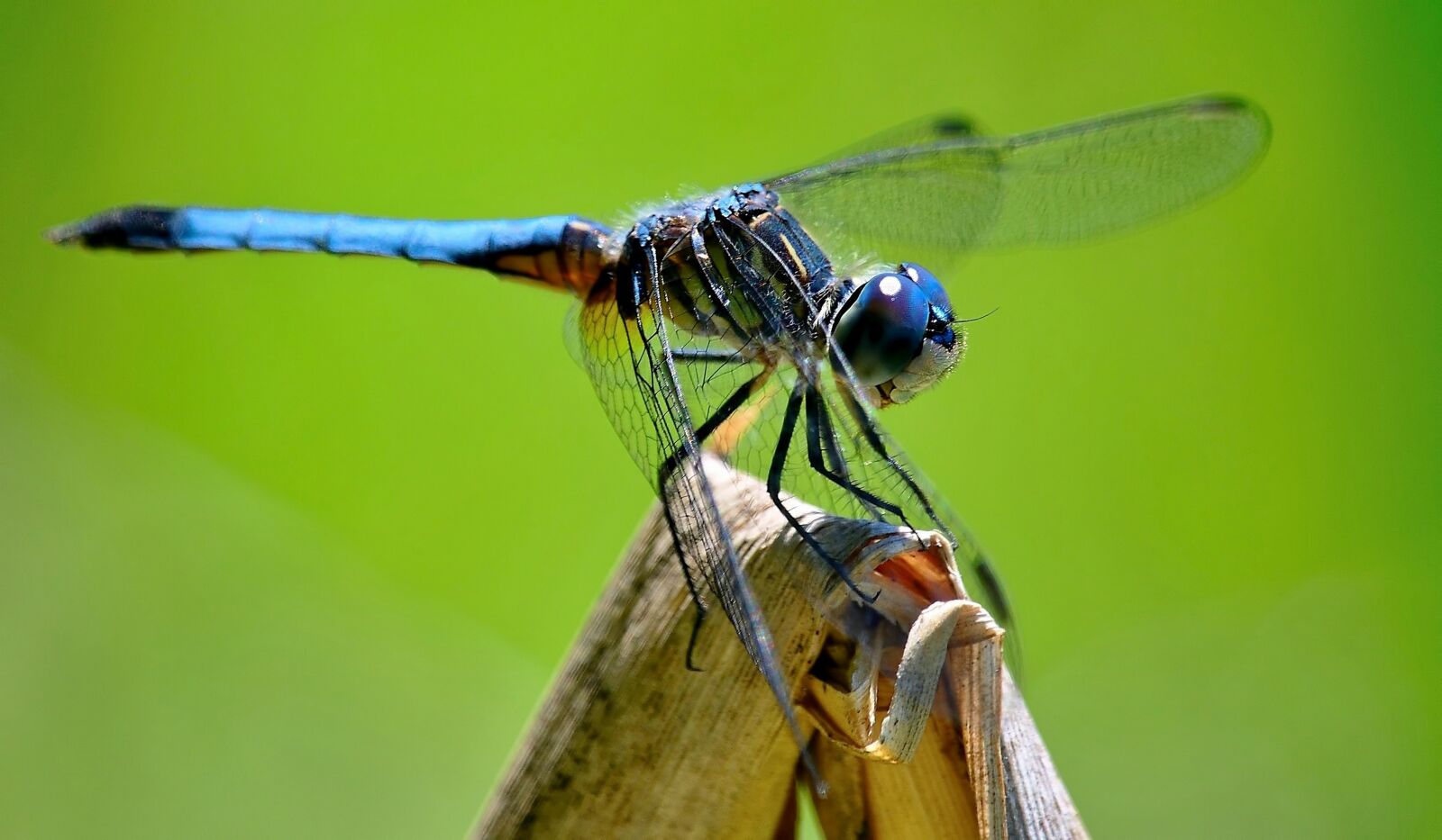 Nikon D7500 sample photo. Dragonfly, summer, green photography