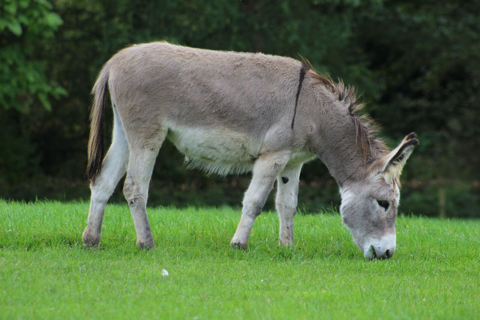 Canon EOS 1300D (EOS Rebel T6 / EOS Kiss X80) + Canon EF 75-300mm f/4-5.6 sample photo. Donkey, horse, animal photography