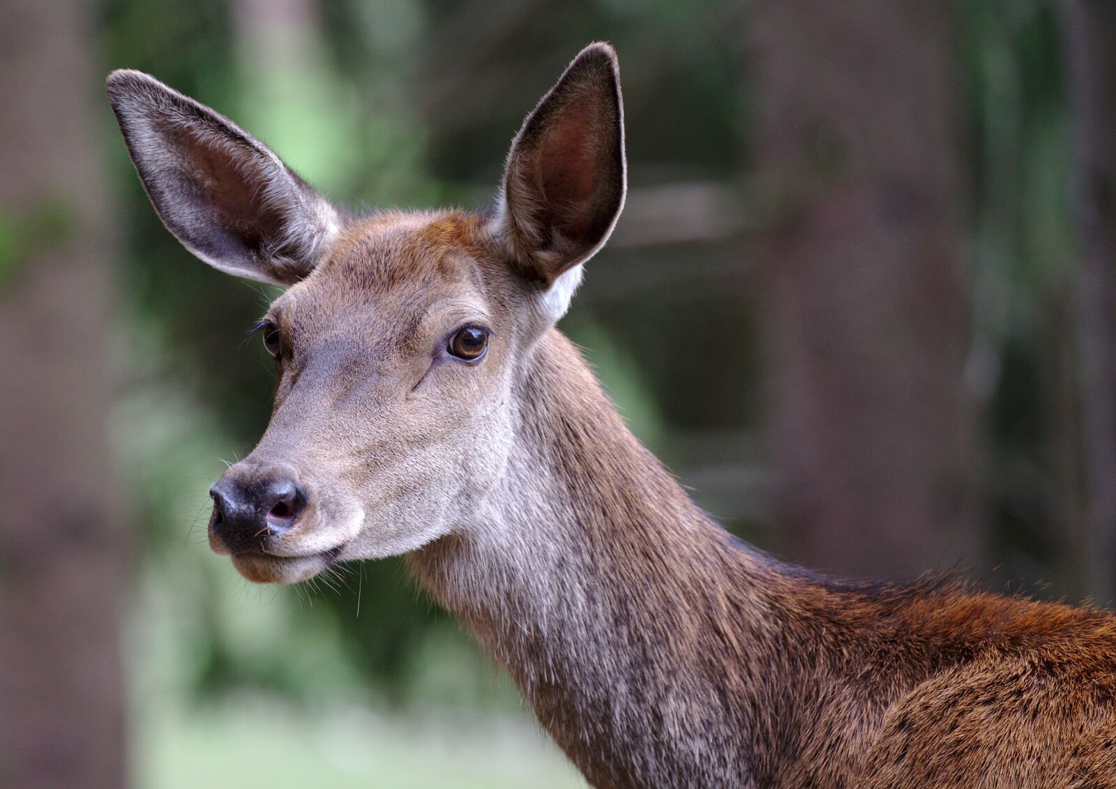 Canon EOS 6D + Canon EF 100-400mm F4.5-5.6L IS II USM sample photo. Roe deer, forest, red photography