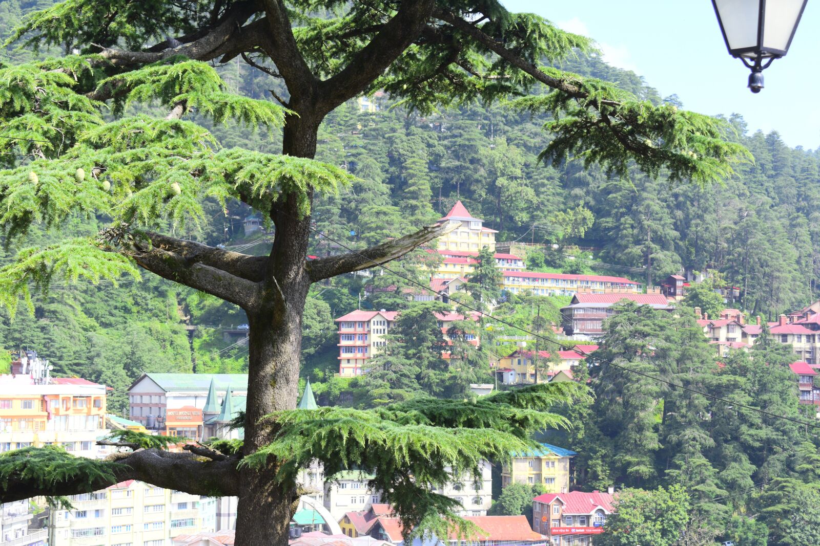Nikon D3400 sample photo. Tree, nature, forest photography