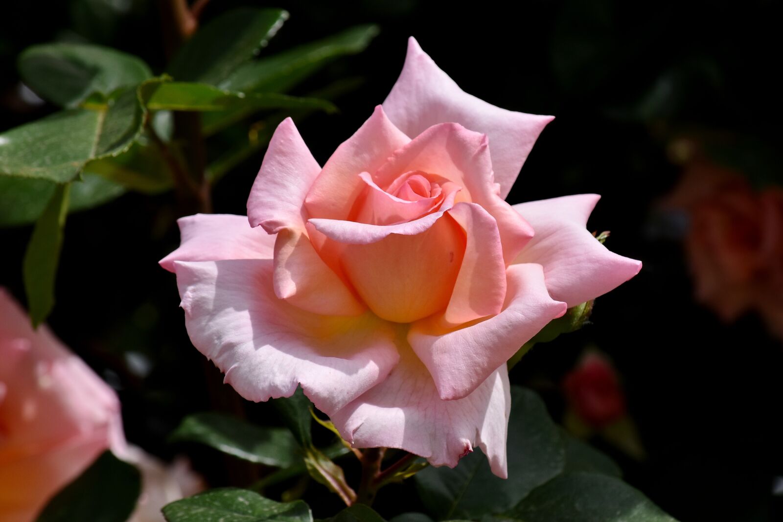 Nikon D5500 sample photo. Elegant, flower garden, pinkish photography